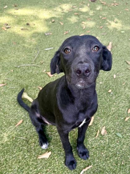 Enlarge Riley, a Adoptable mixed breed in Picayune, MS image 3/3