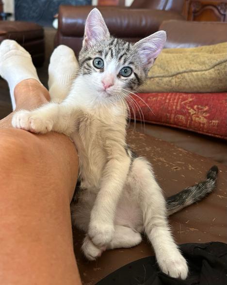 Tubbs, Adopted, Kitten Male Domestic Short Hair.