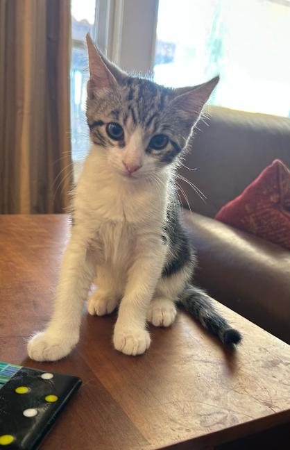 Enlarge Tubbs, a Adopted Domestic Short Hair in Mission Viejo, CA image 2/2