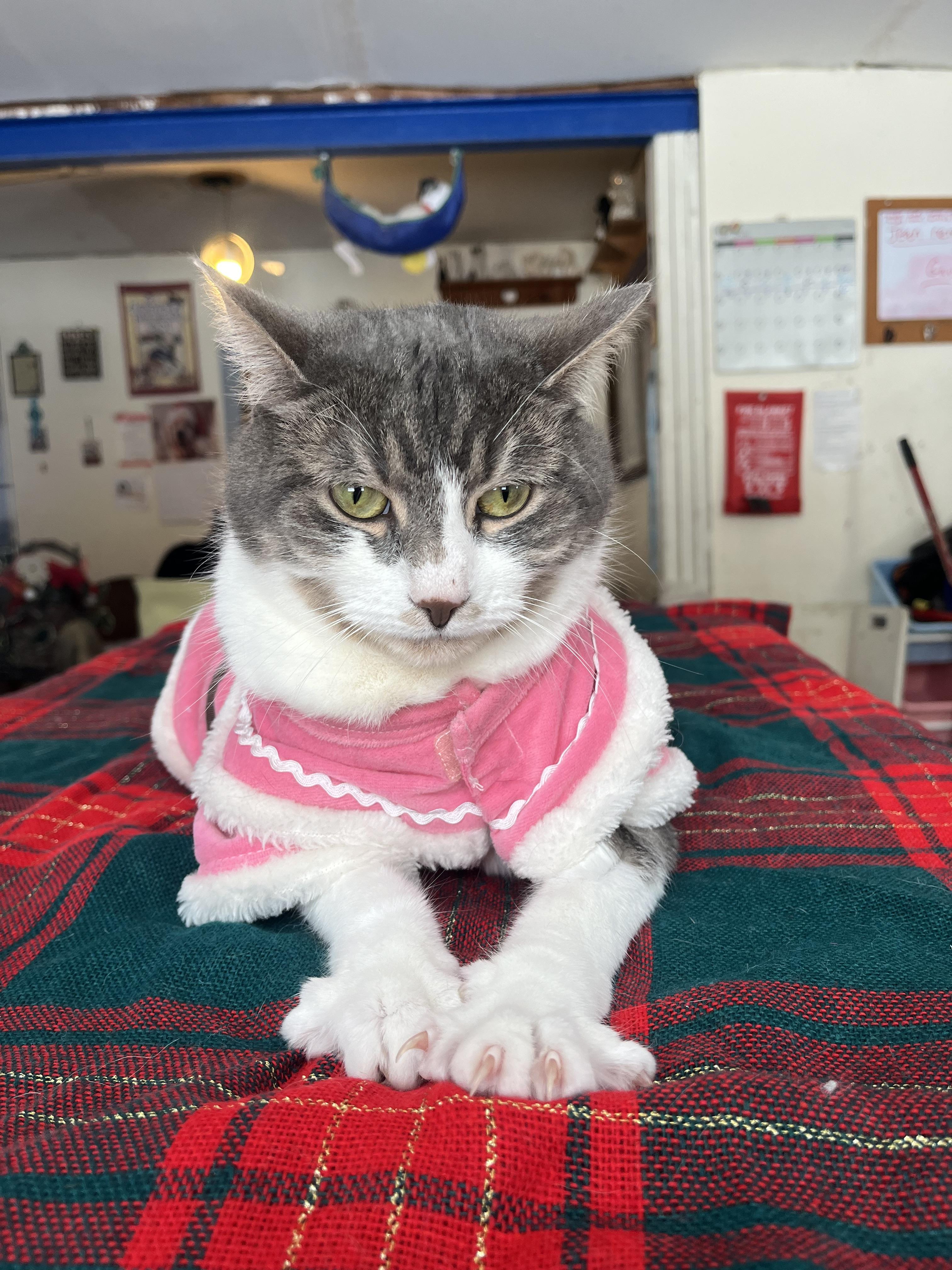 Piglet , ADOPTABLE, Adult Female Maine Coon.