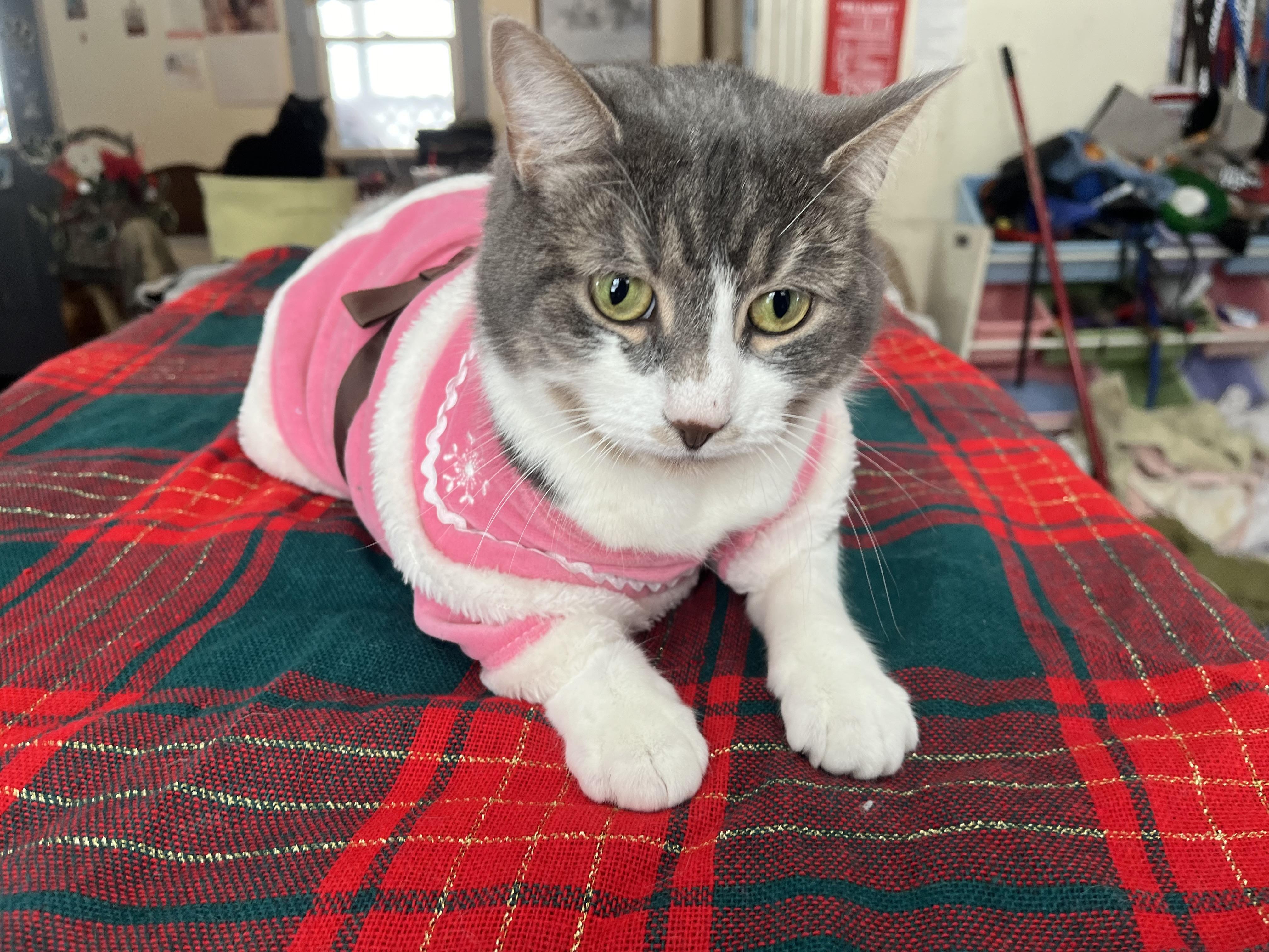 Enlarge Piglet , a ADOPTABLE mixed breed in Olean , NY image 2/6