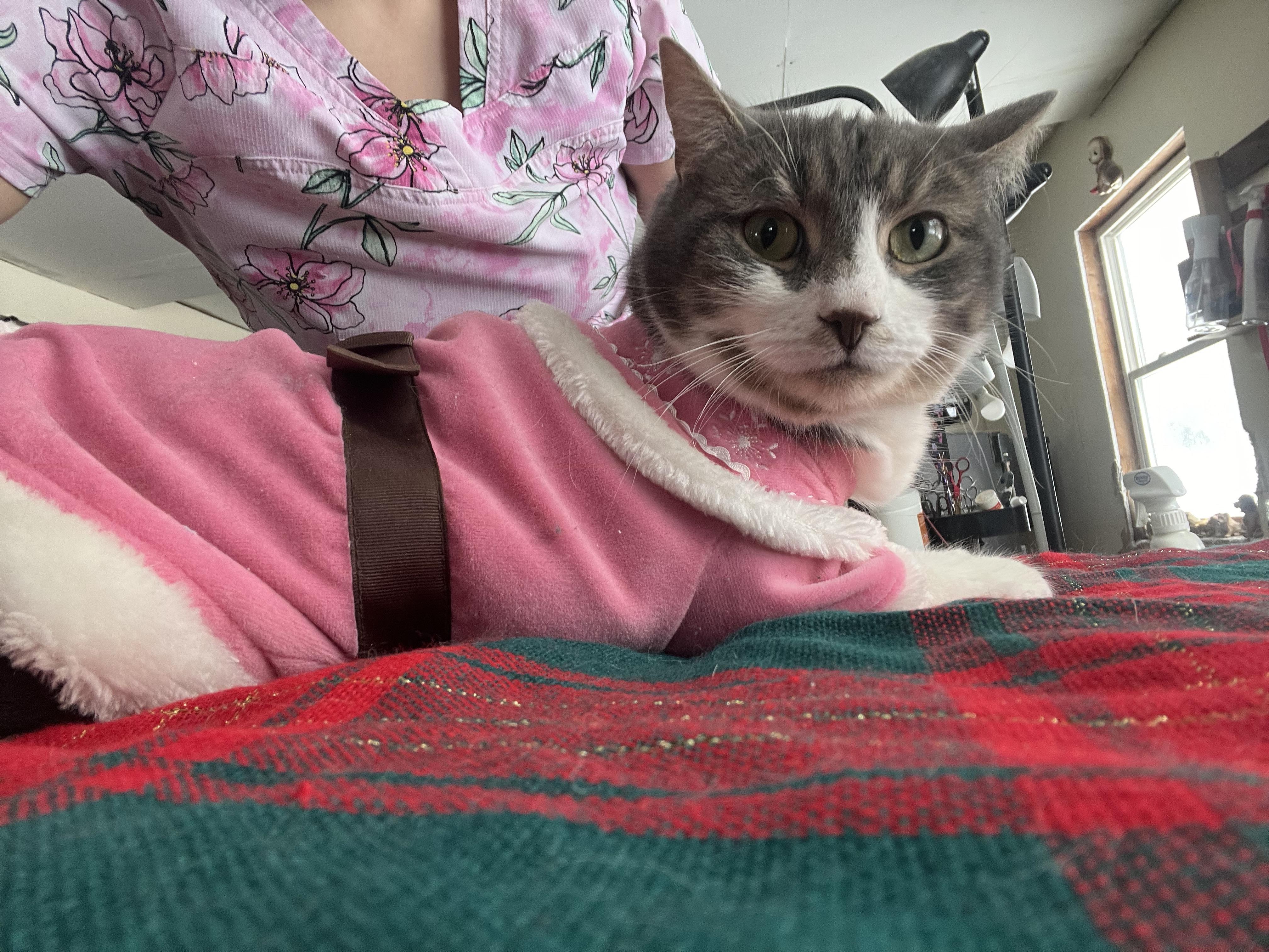 Enlarge Piglet , a ADOPTABLE mixed breed in Olean , NY image 6/6