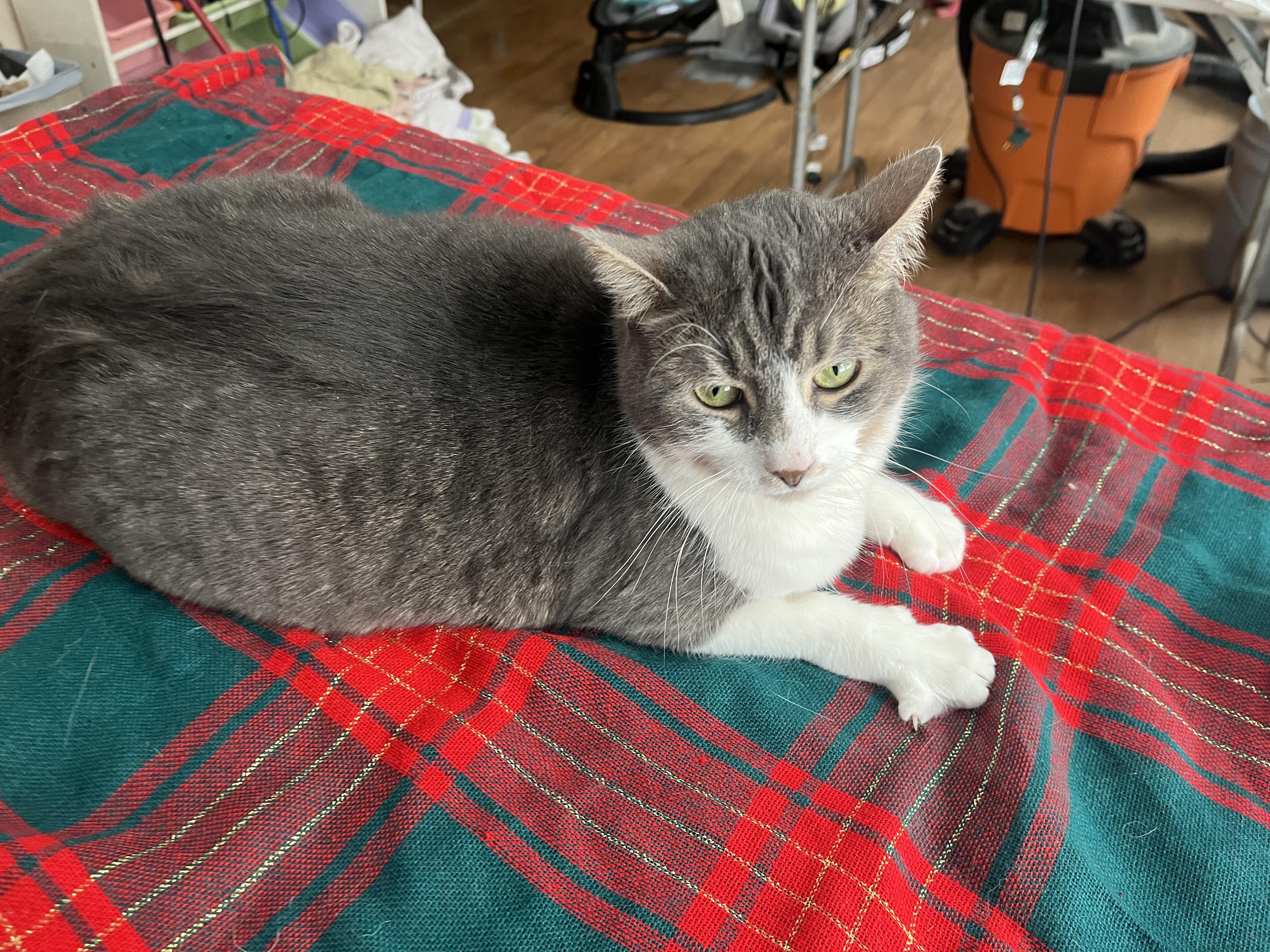 Enlarge Piglet , a ADOPTABLE mixed breed in Olean , NY image 5/6