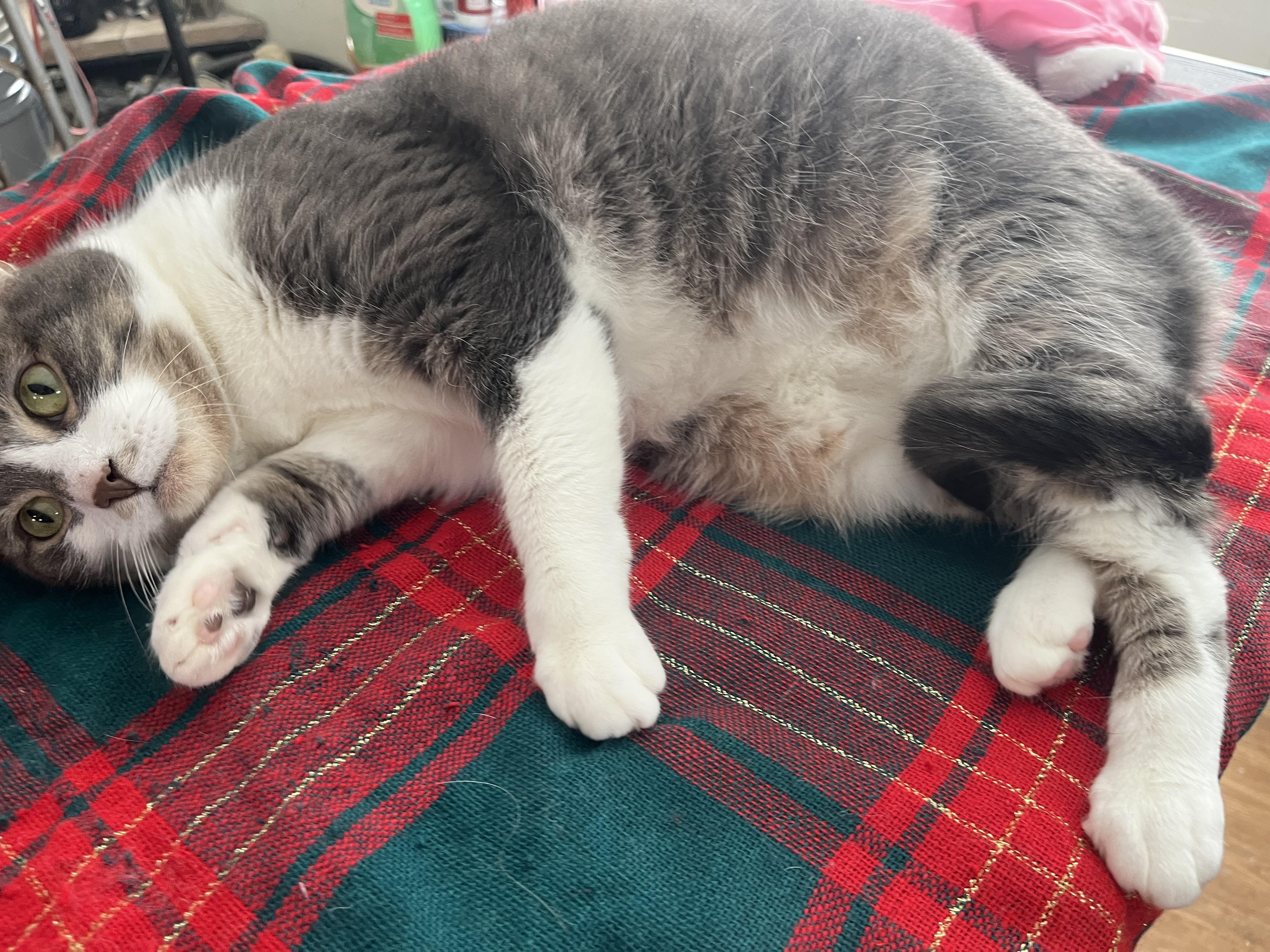 Enlarge Piglet , a ADOPTABLE mixed breed in Olean , NY image 4/6