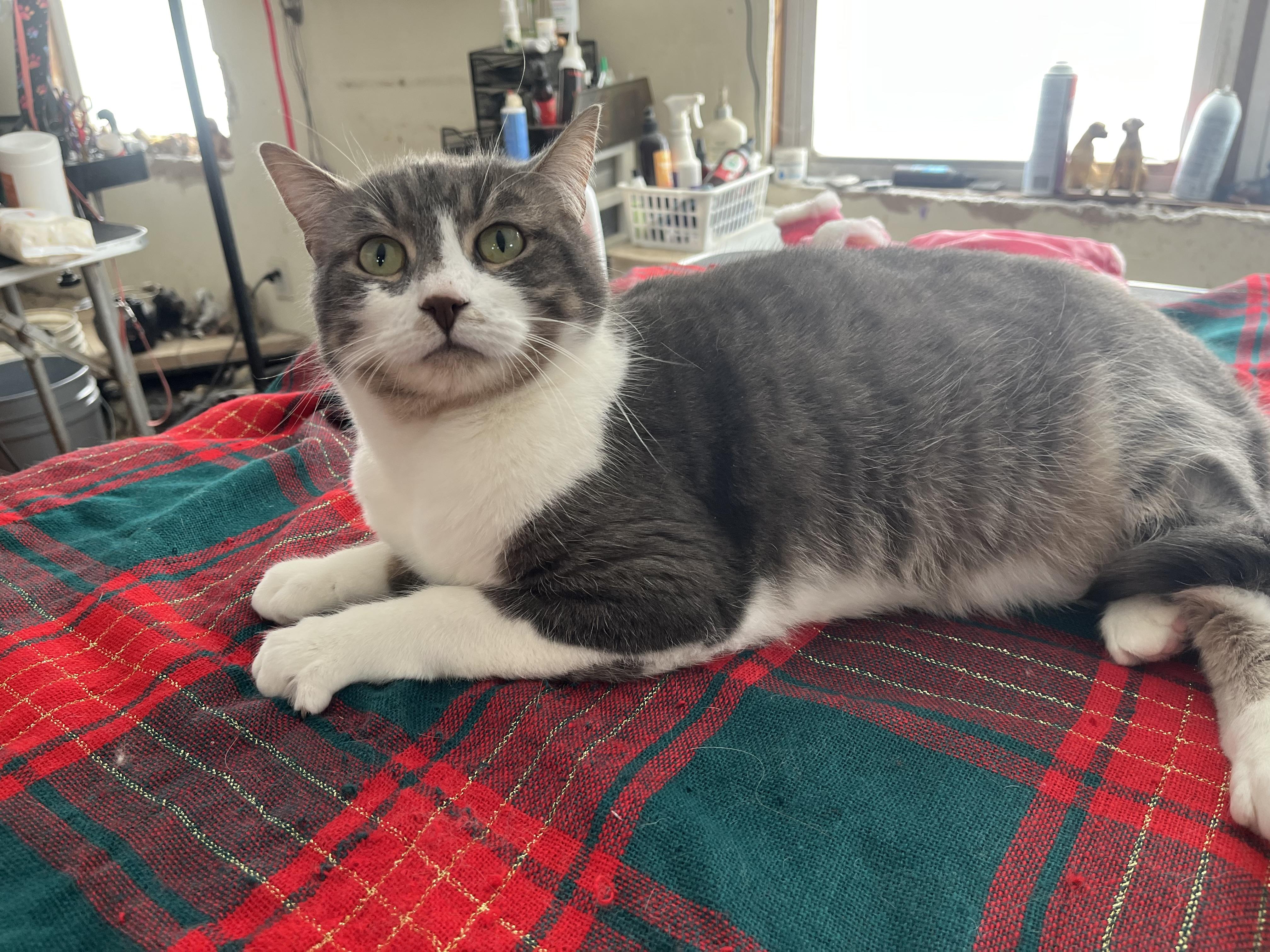 Enlarge Piglet , a ADOPTABLE mixed breed in Olean , NY image 3/6