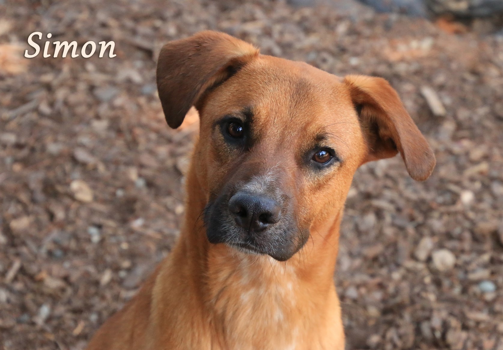 Simon, a Adoptable Labrador Retriever in Sequim, WA image 2/6