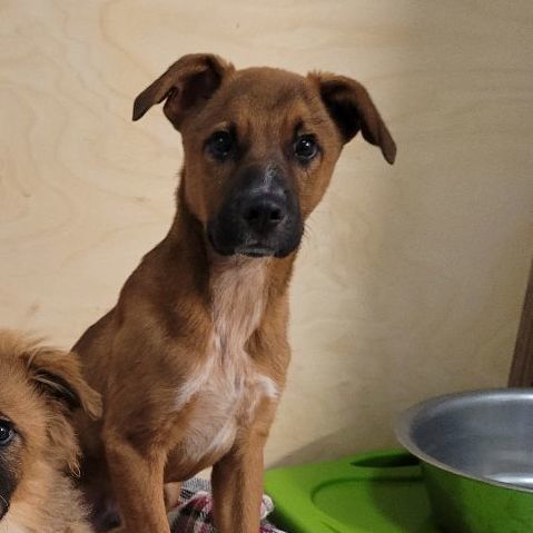 Simon, a Adoptable Labrador Retriever in Sequim, WA image 6/6