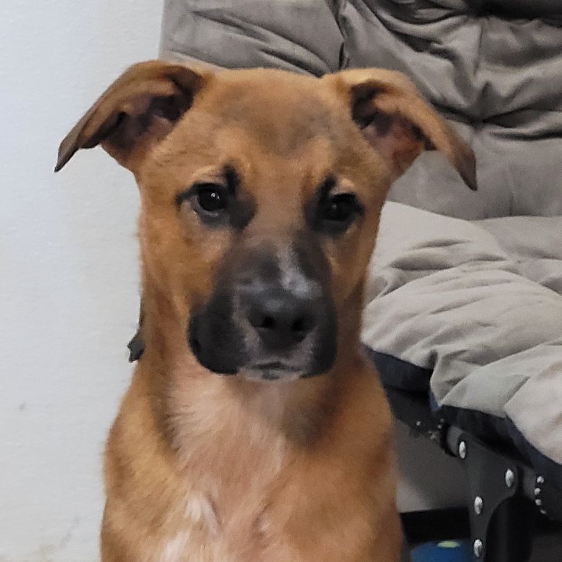Simon, a Adoptable Labrador Retriever in Sequim, WA image 4/6