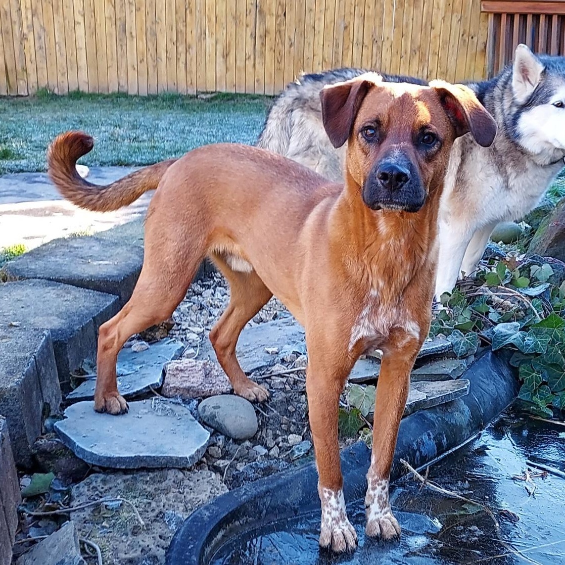 Simon, Adoptable, Adult Male Labrador Retriever.