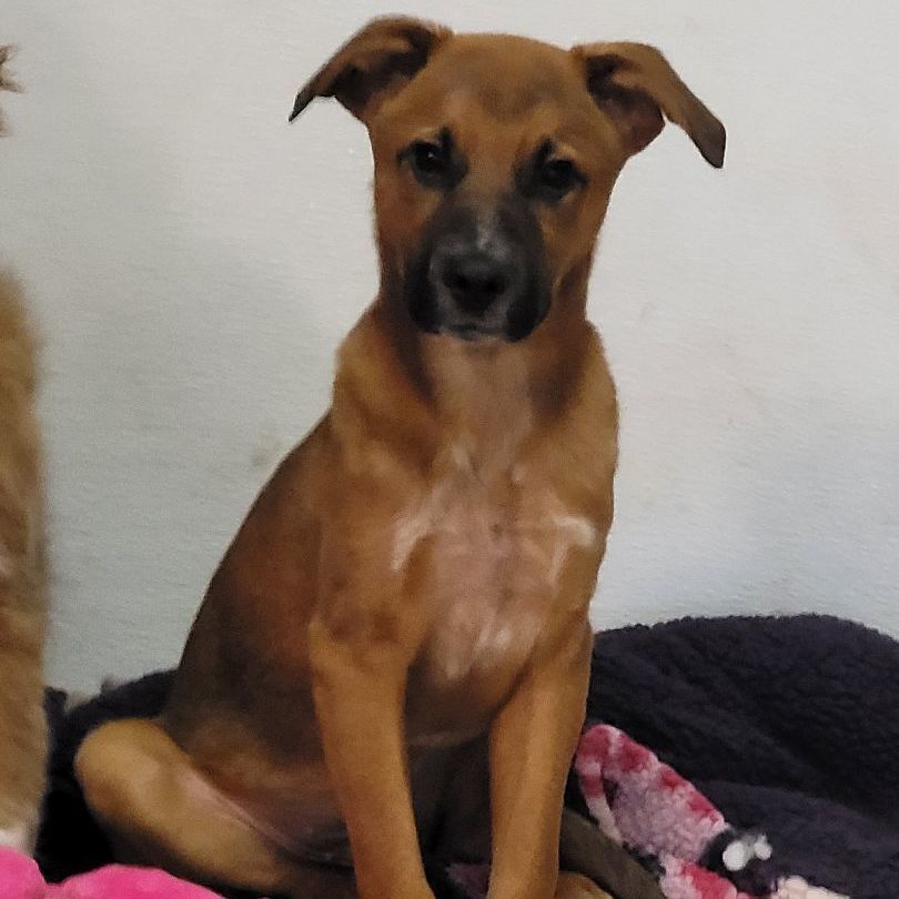 Simon, a Adoptable Labrador Retriever in Sequim, WA image 5/6