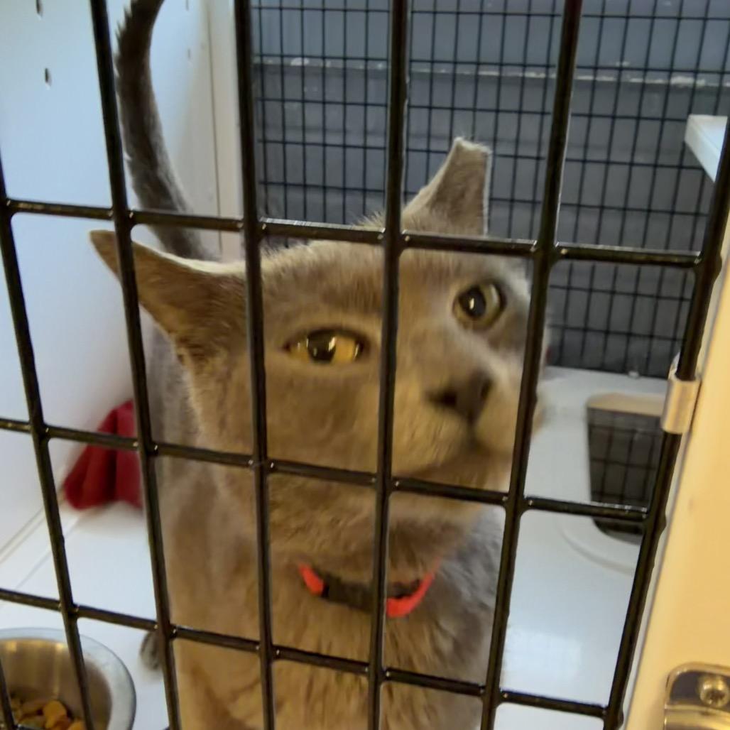 Razzle, Adoptable, Senior Male Domestic Short Hair.
