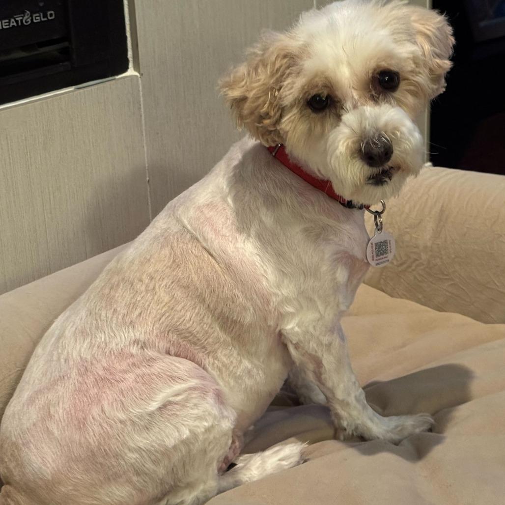 Kizzy (JN25-479), a Adoptable Schnauzer in Peyton, CO image 1/6