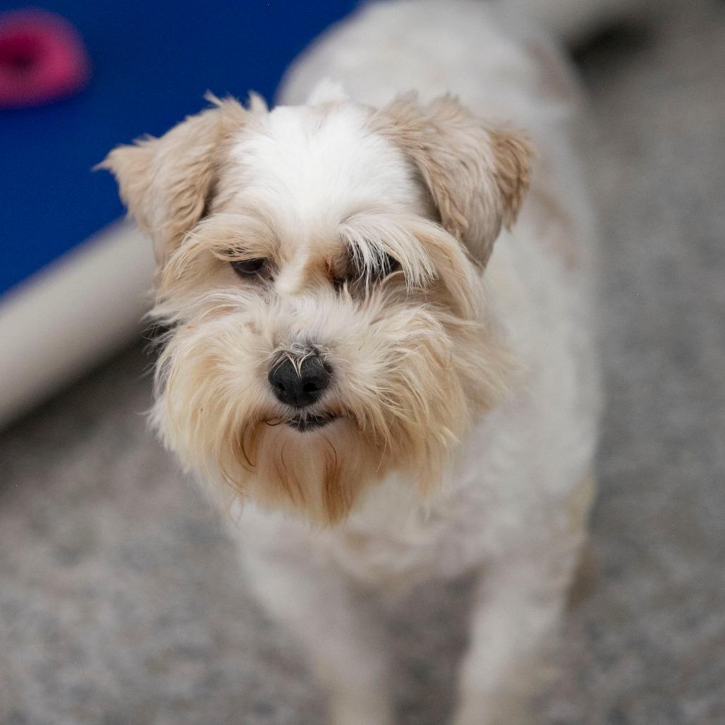 Kizzy (JN25-479), a Adoptable Schnauzer in Peyton, CO image 2/6