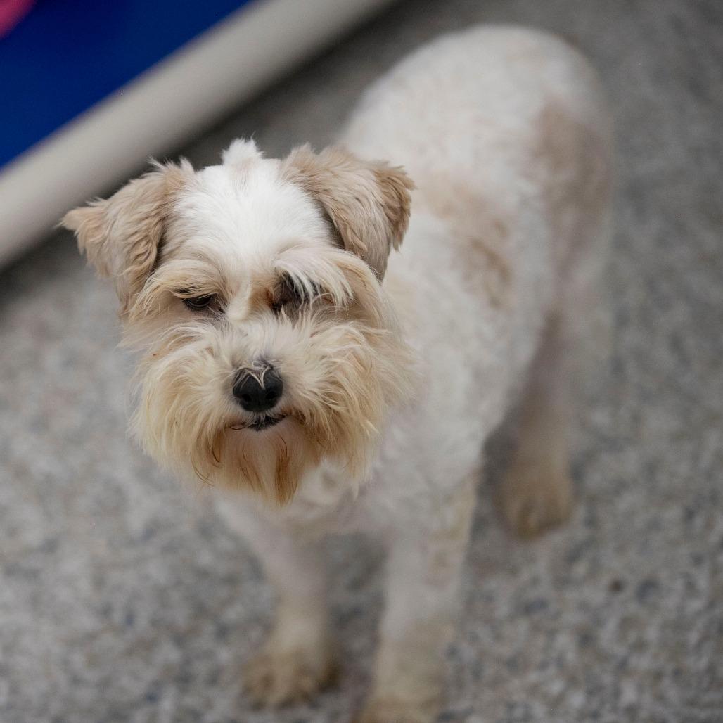 Kizzy (JN25-479), a Adoptable Schnauzer in Peyton, CO image 3/6
