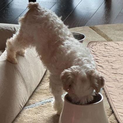 Kizzy (JN25-479), a Adoptable Schnauzer in Peyton, CO image 4/6