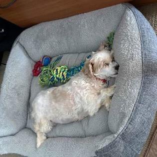 Kizzy (JN25-479), a Adoptable Schnauzer in Peyton, CO image 6/6