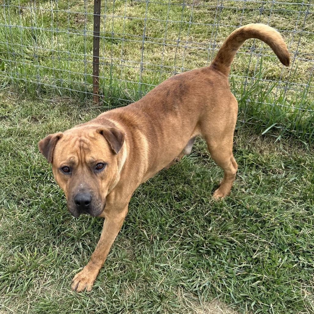 Jarek, a Adoptable mixed breed in Marion, VA image 2/6