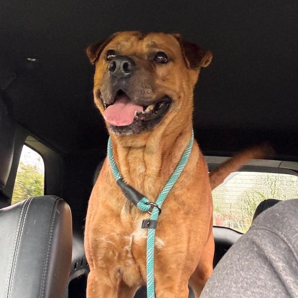 Jarek, a Adoptable mixed breed in Marion, VA image 3/6