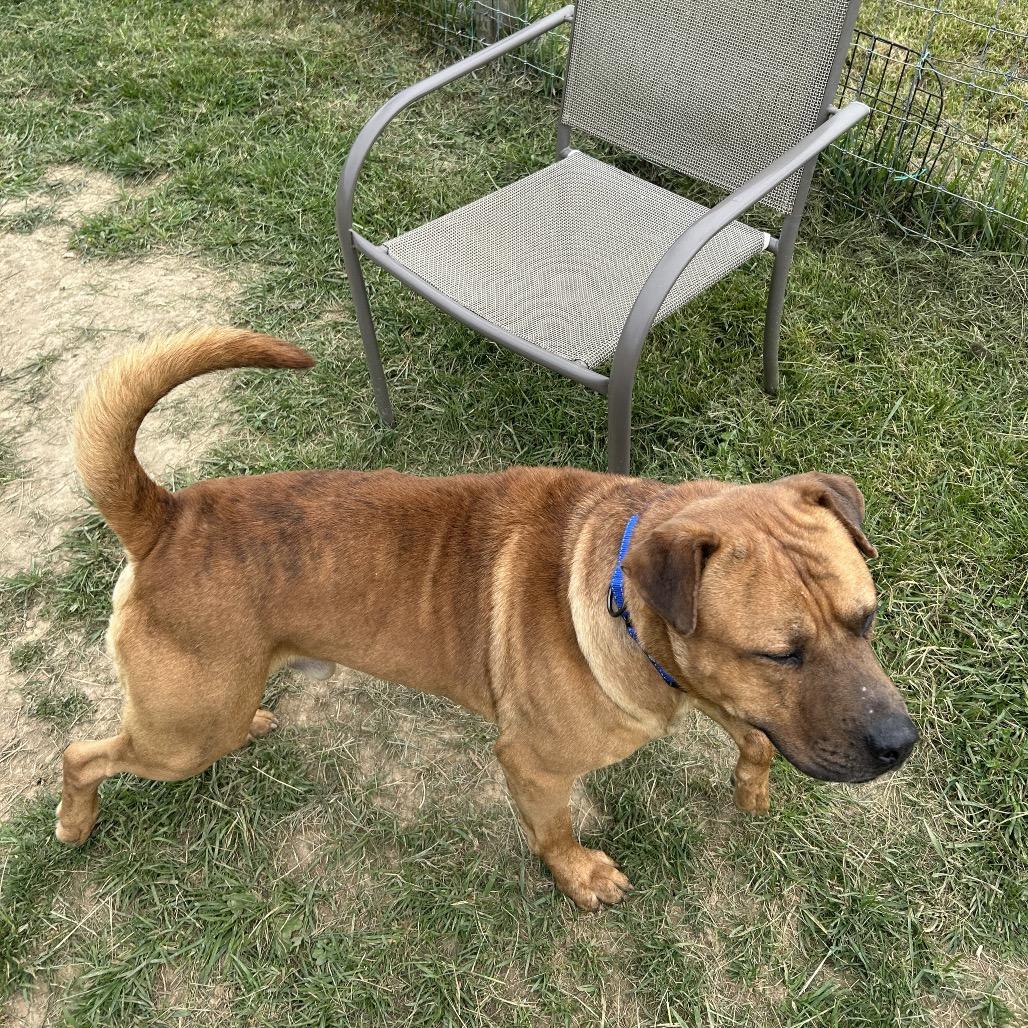 Jarek, a Adoptable mixed breed in Marion, VA image 4/6