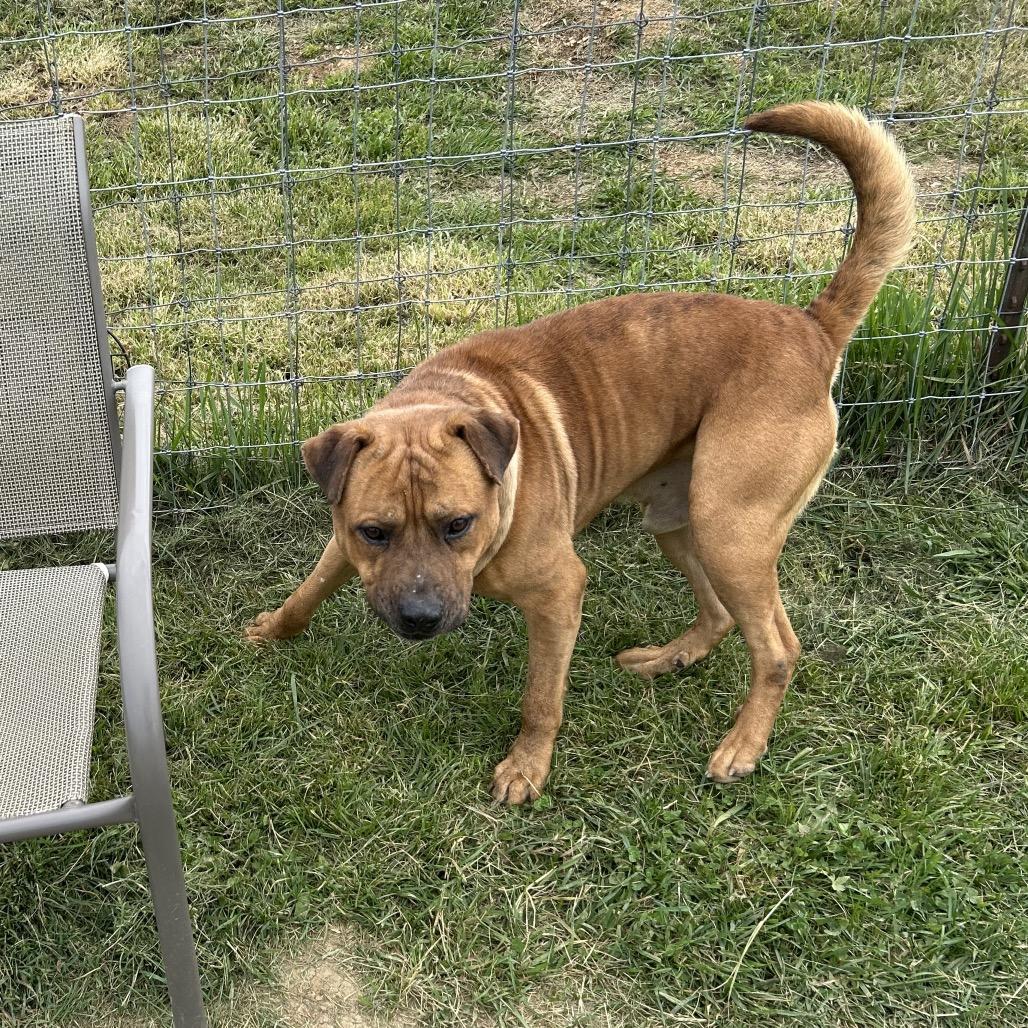 Jarek, a Adoptable mixed breed in Marion, VA image 6/6