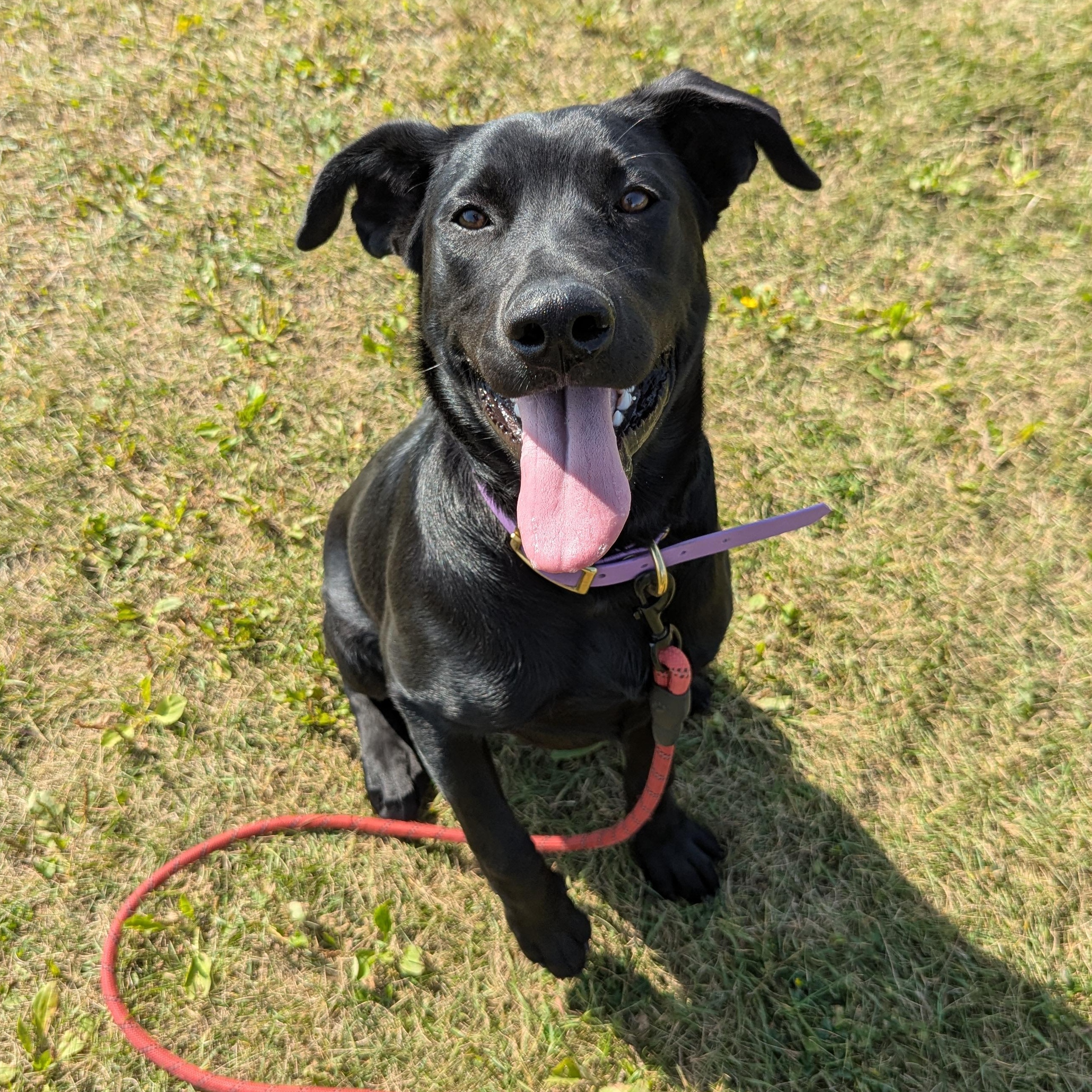 Tonks, an adoptable Black Labrador Retriever in Morden, MB, R6M 1Y4 | Photo Image 1