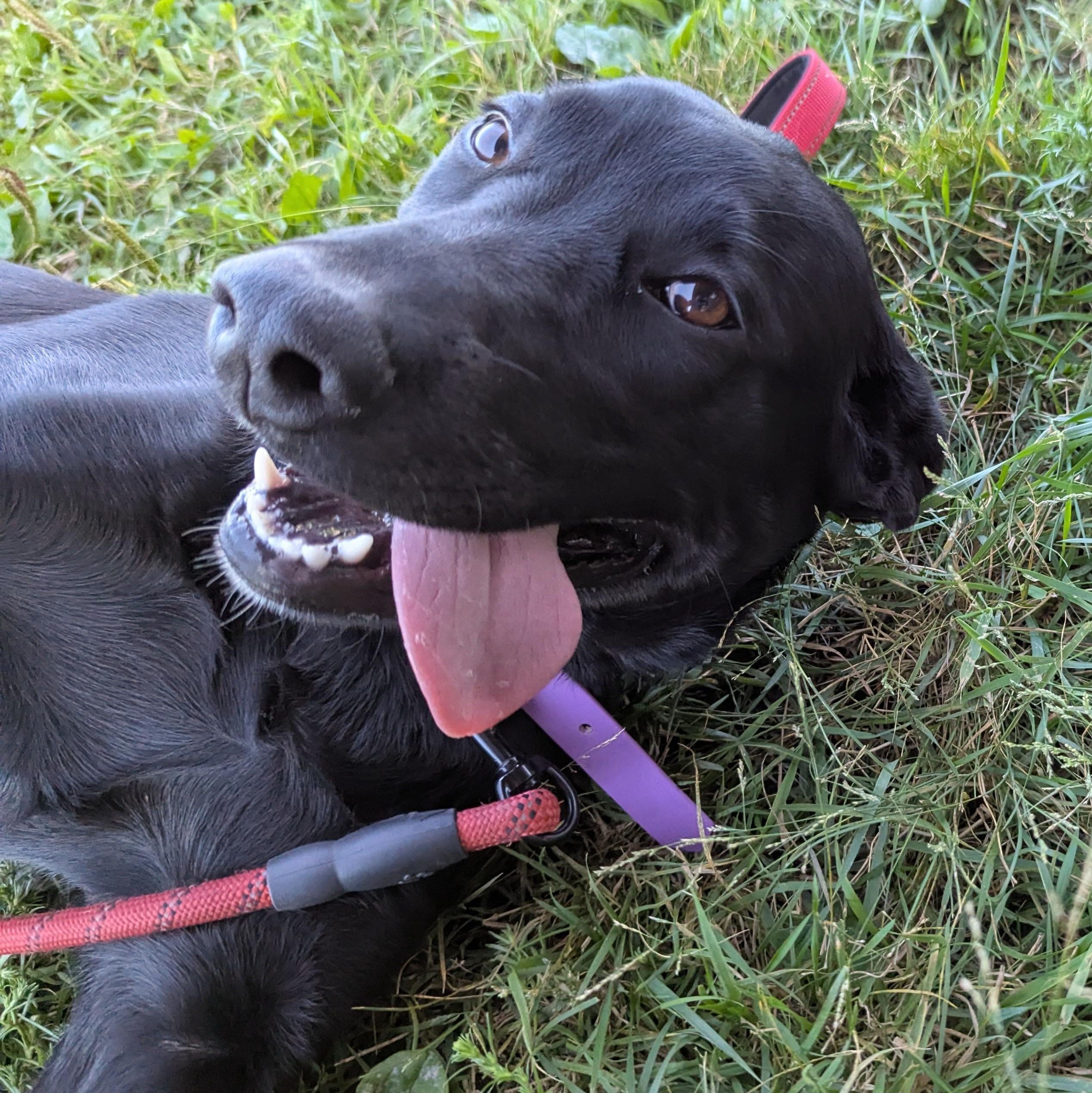 Tonks, a Adoptable mixed breed in Morden, MB image 2/4
