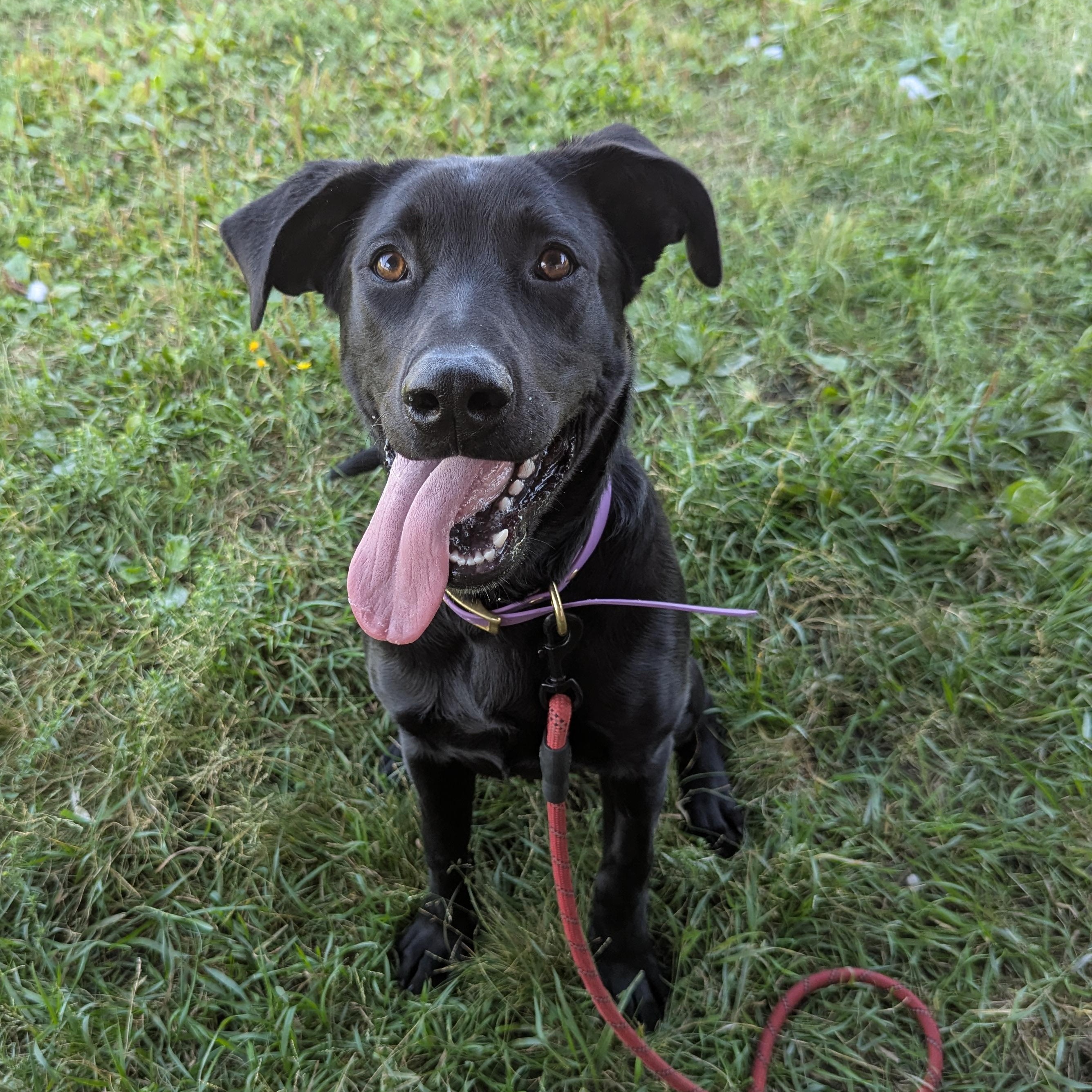 Tonks, a Adoptable mixed breed in Morden, MB image 4/4