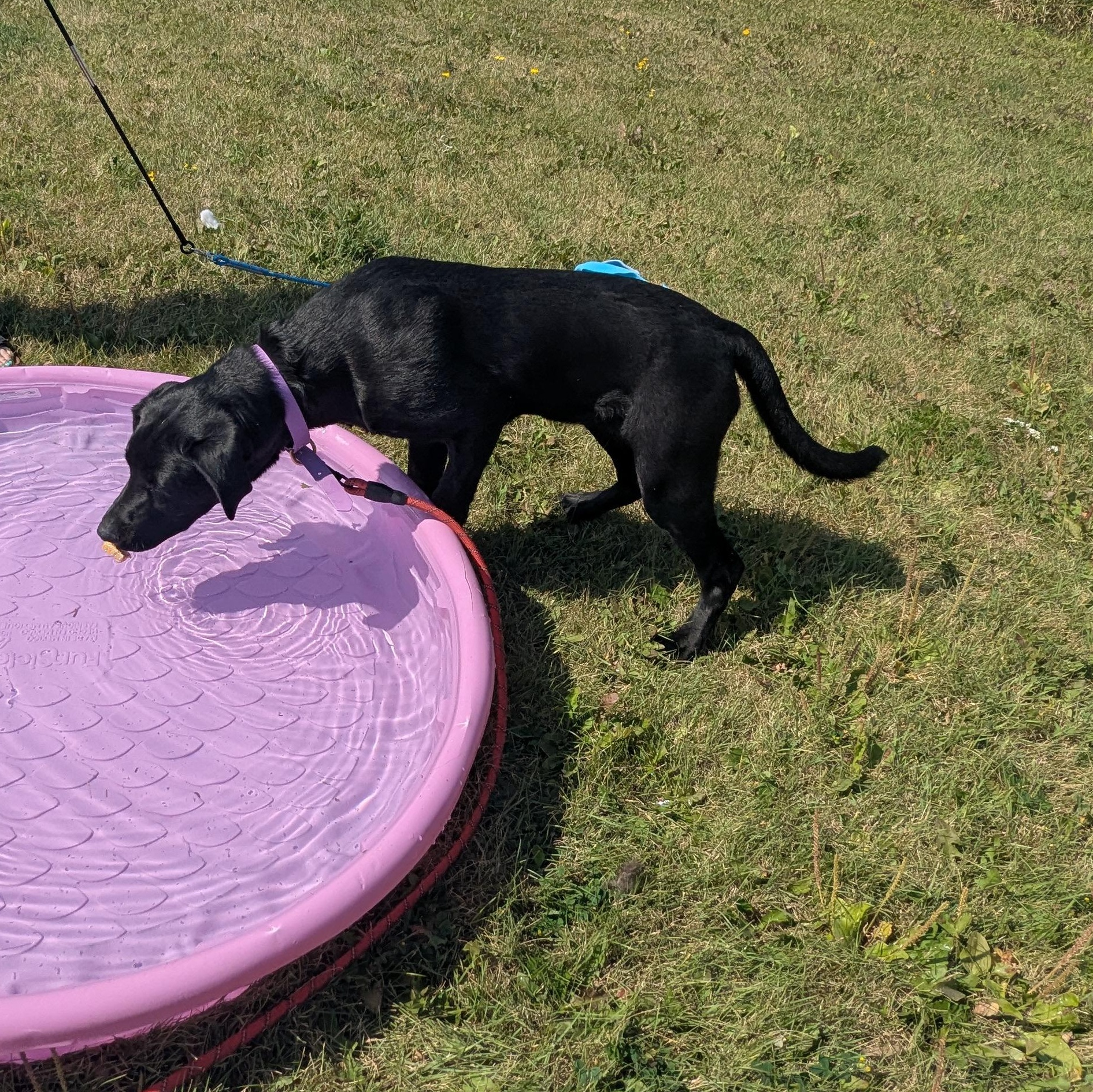 Tonks, an adoptable Black Labrador Retriever in Morden, MB, R6M 1Y4 | Photo Image 3