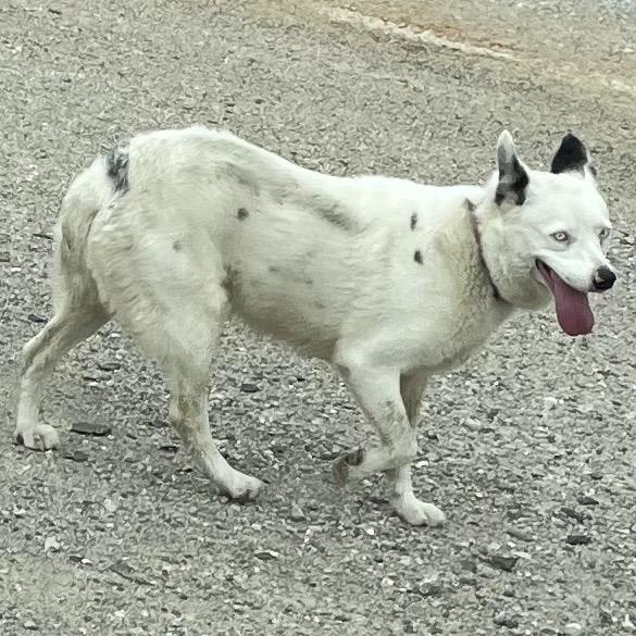 Glacier, a Adoptable Australian Cattle Dog / Blue Heeler in Green Forest, AR image 1/2