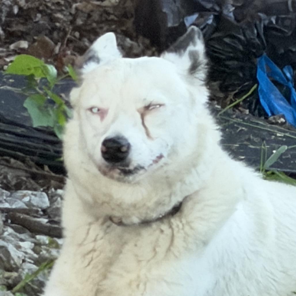Glacier, a Adoptable Australian Cattle Dog / Blue Heeler in Green Forest, AR image 2/2