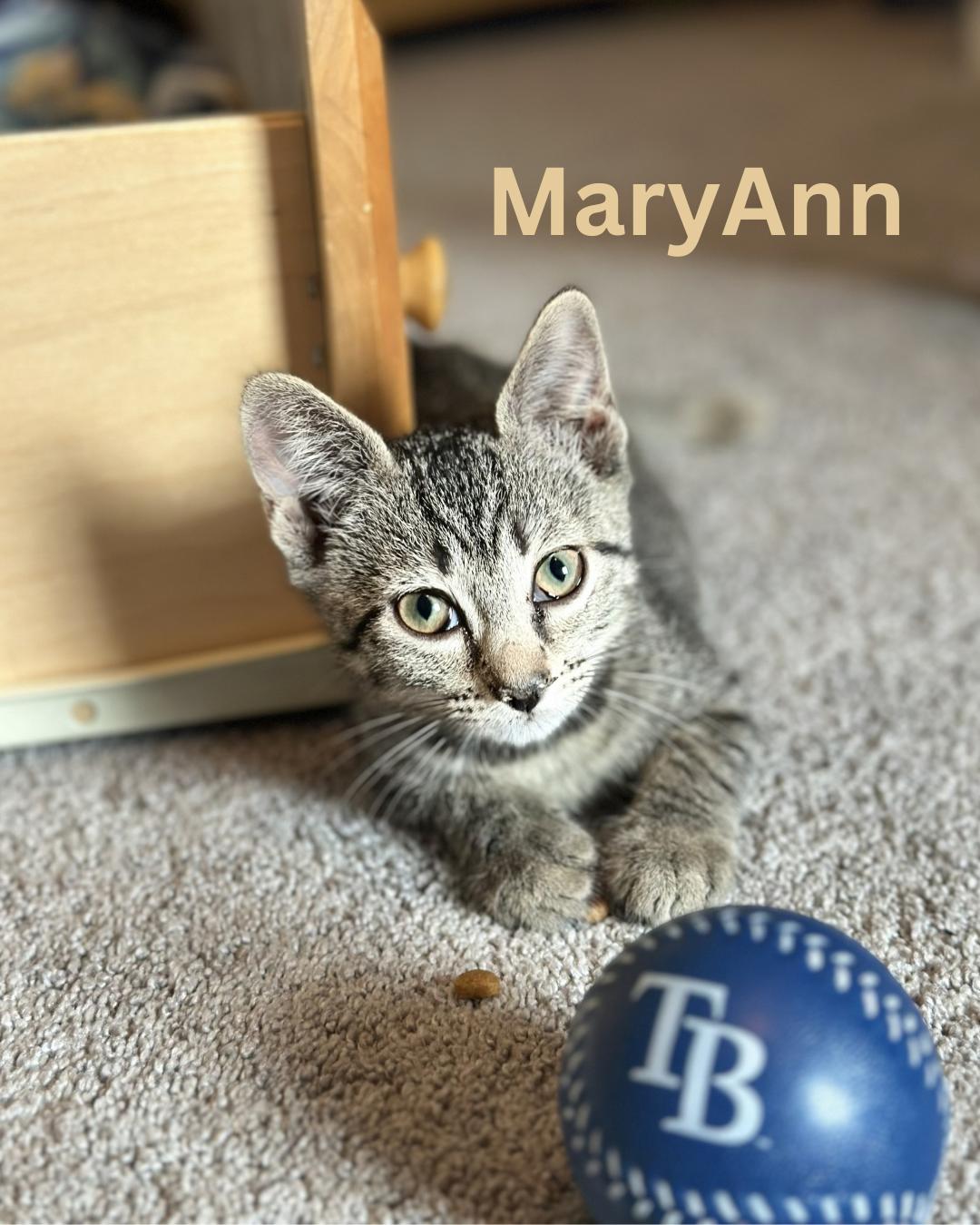 MaryAnn, Adopted, Kitten Female Domestic Short Hair.