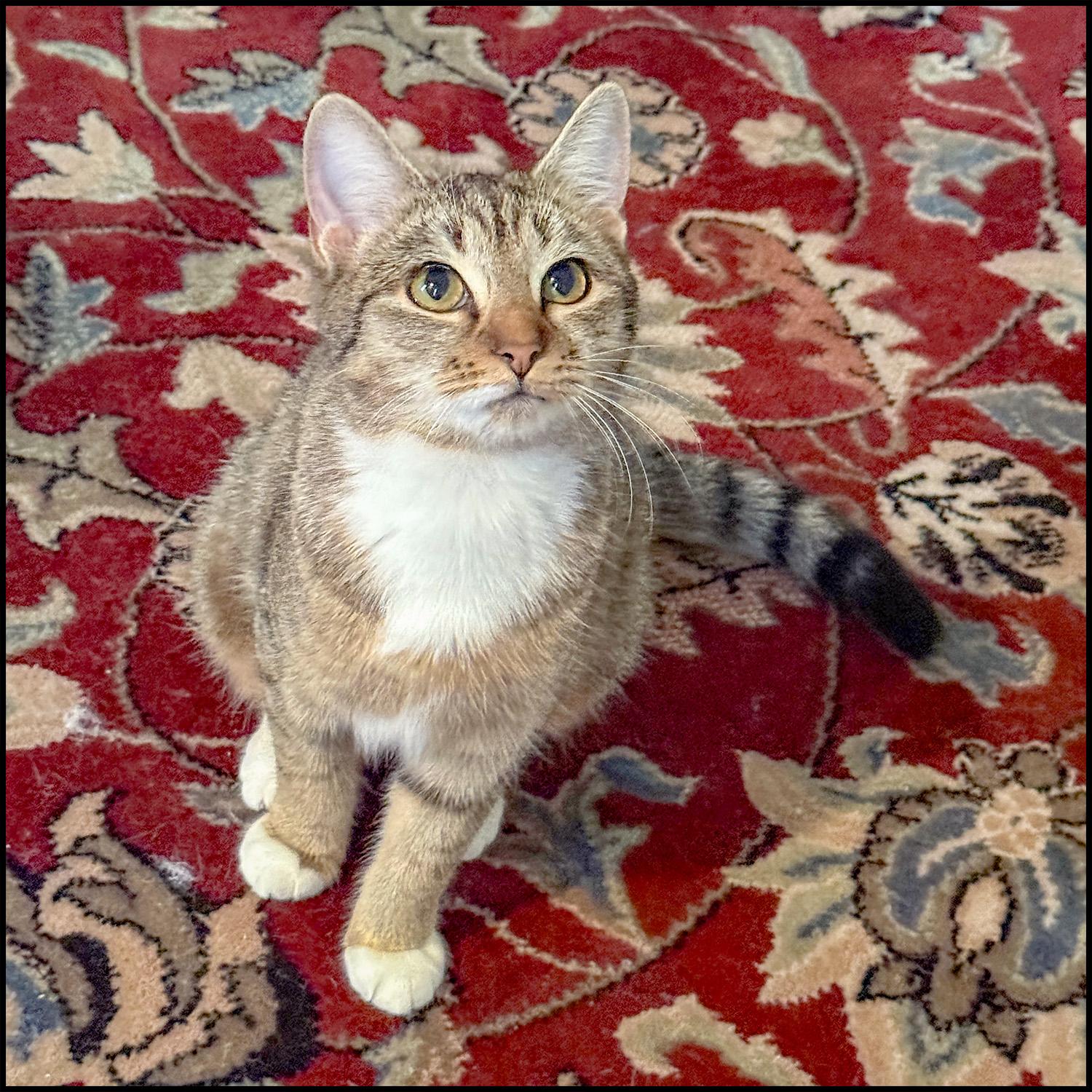 Sophie, ADOPTABLE, Young Female Domestic Short Hair & Tabby.
