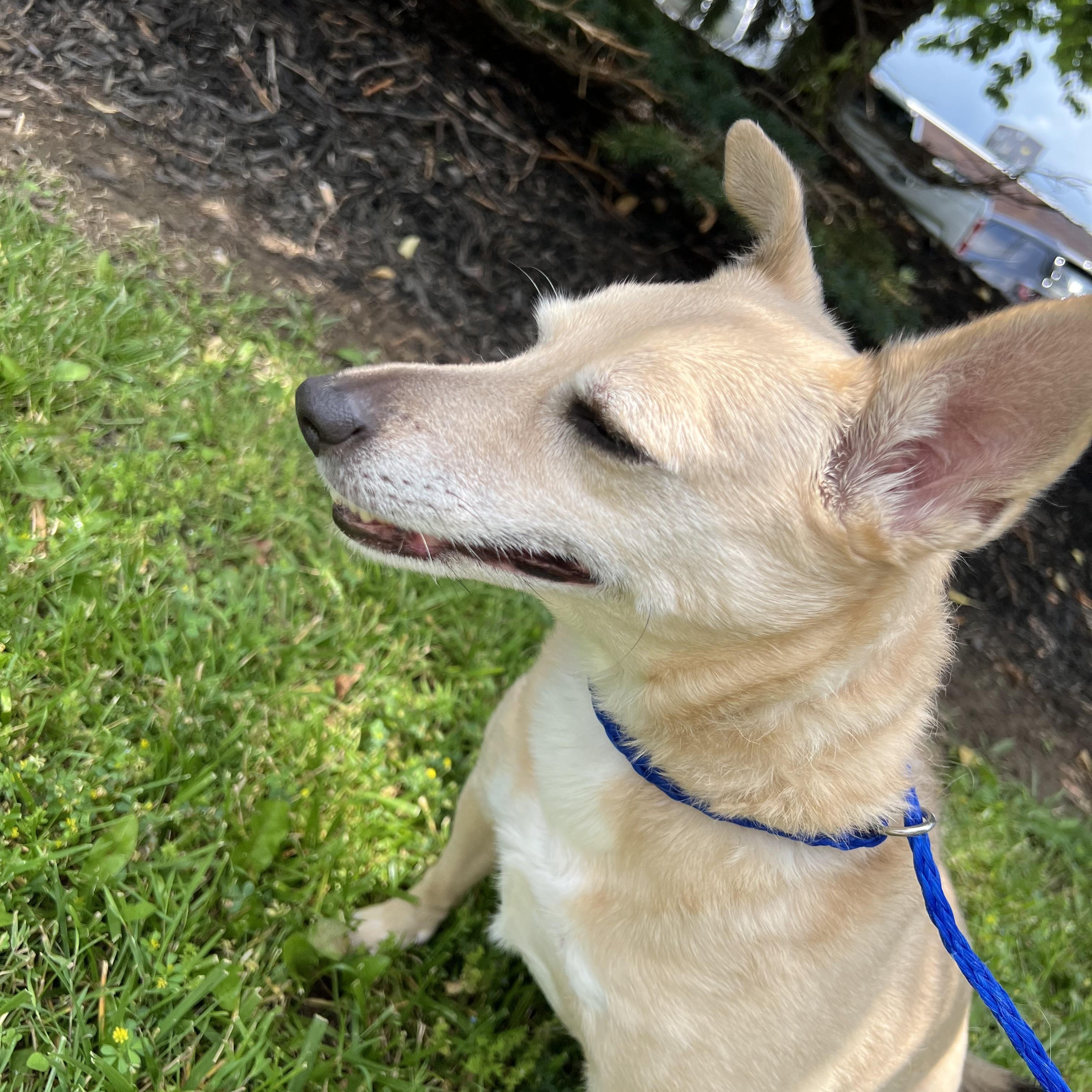 Lil, a Adoptable mixed breed in Lyndhurst, OH image 1/4