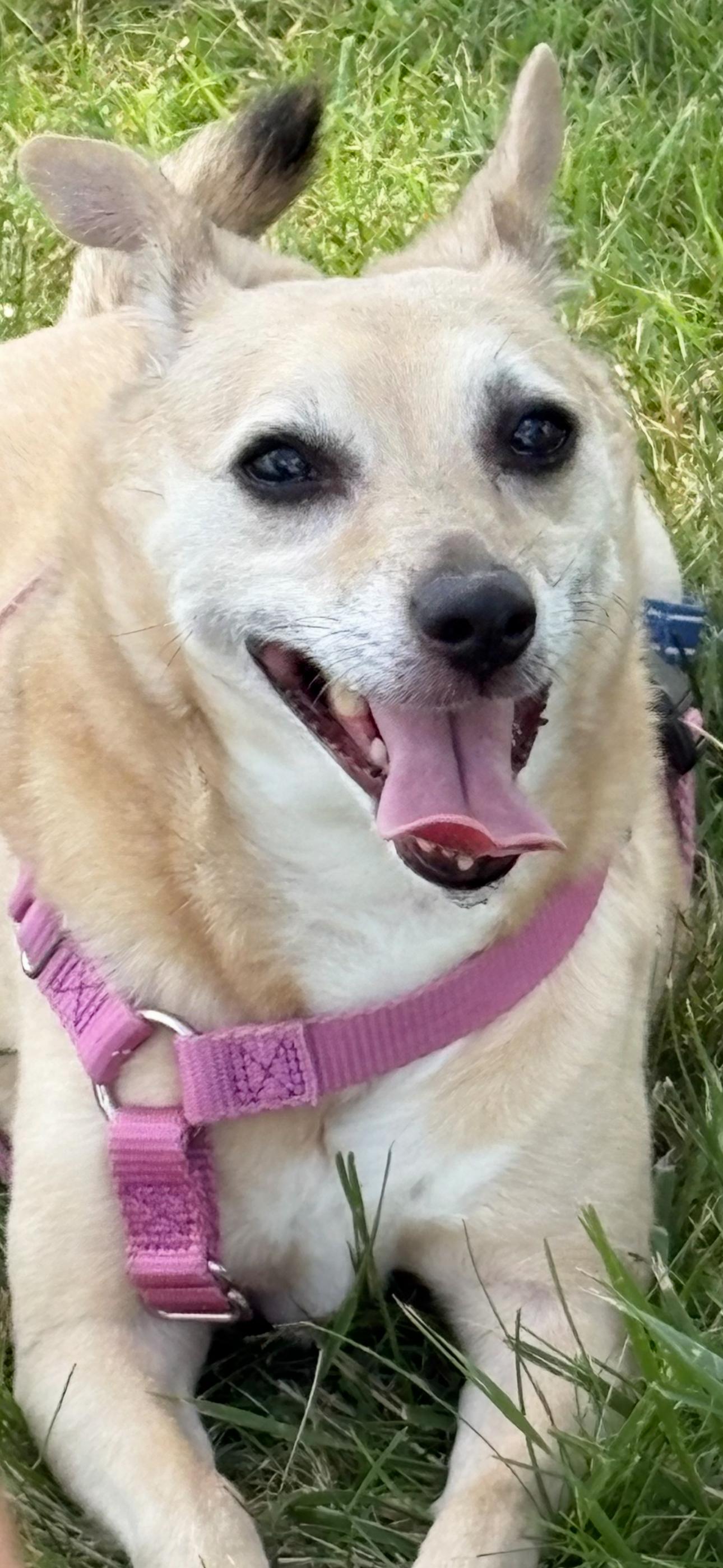 Enlarge Lil, a Adoptable mixed breed in Lyndhurst, OH image 5/5