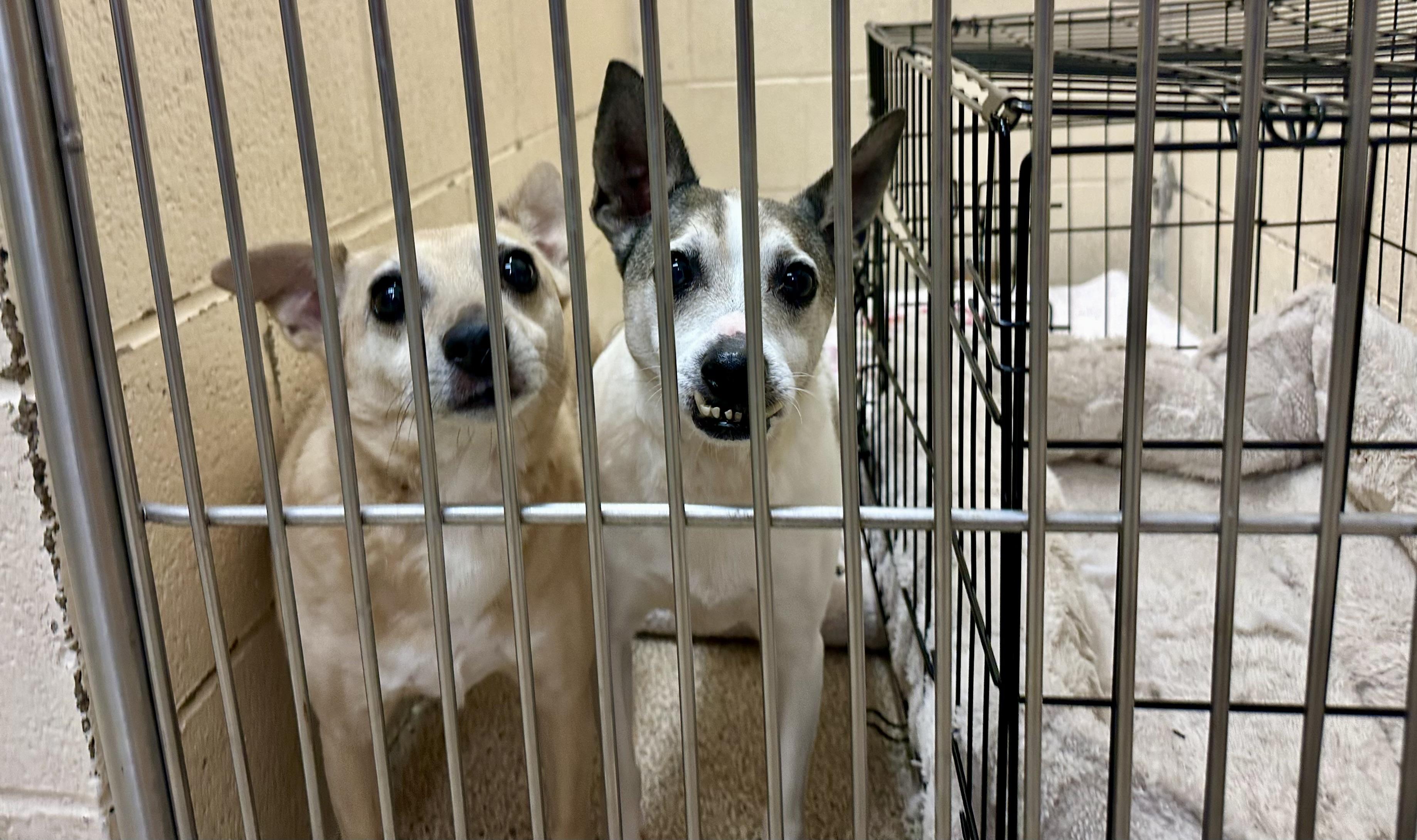 Lil, a Adoptable mixed breed in Lyndhurst, OH image 3/4