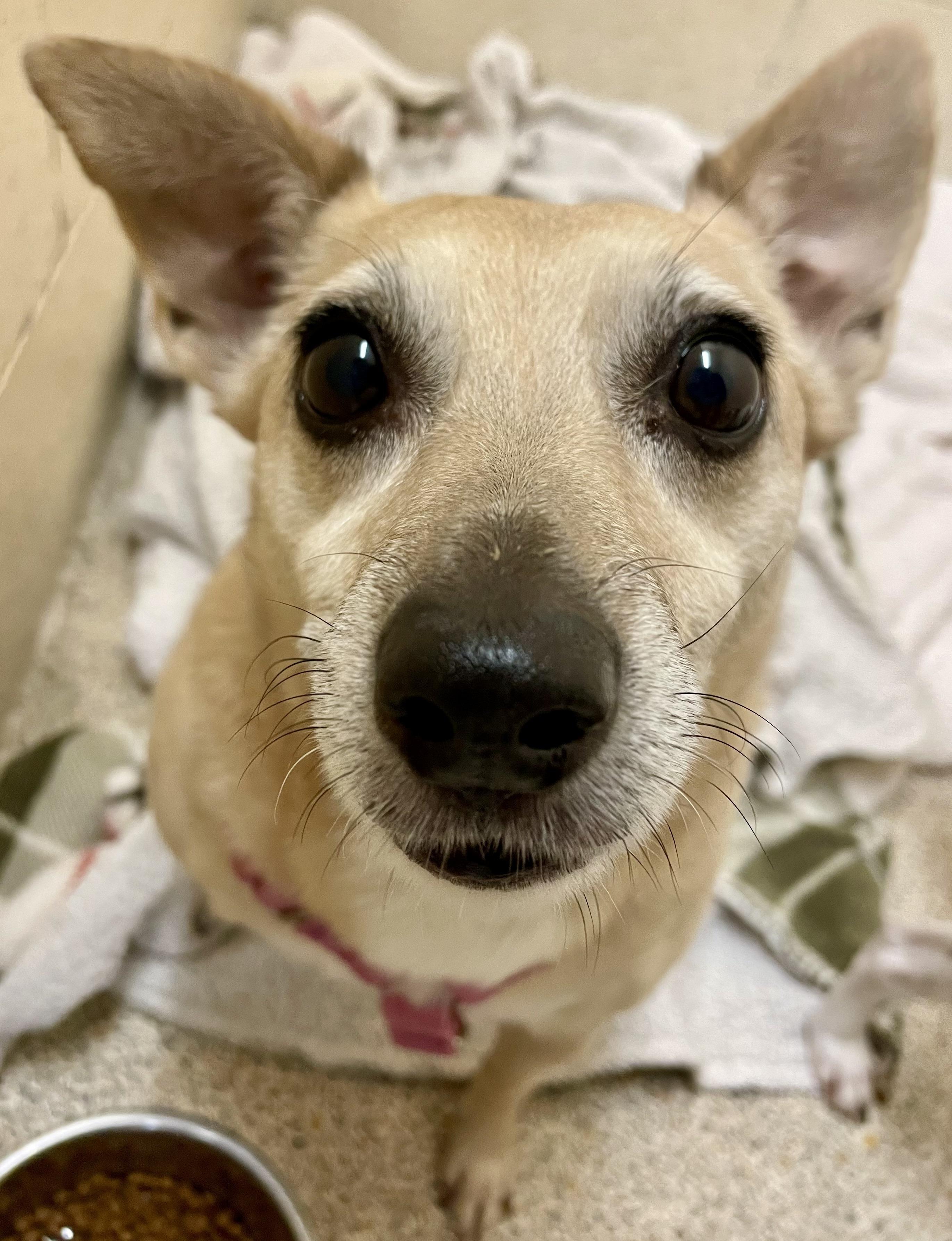 Lil, Adoptable, Senior Female Rat Terrier & Jack Russell Terrier.