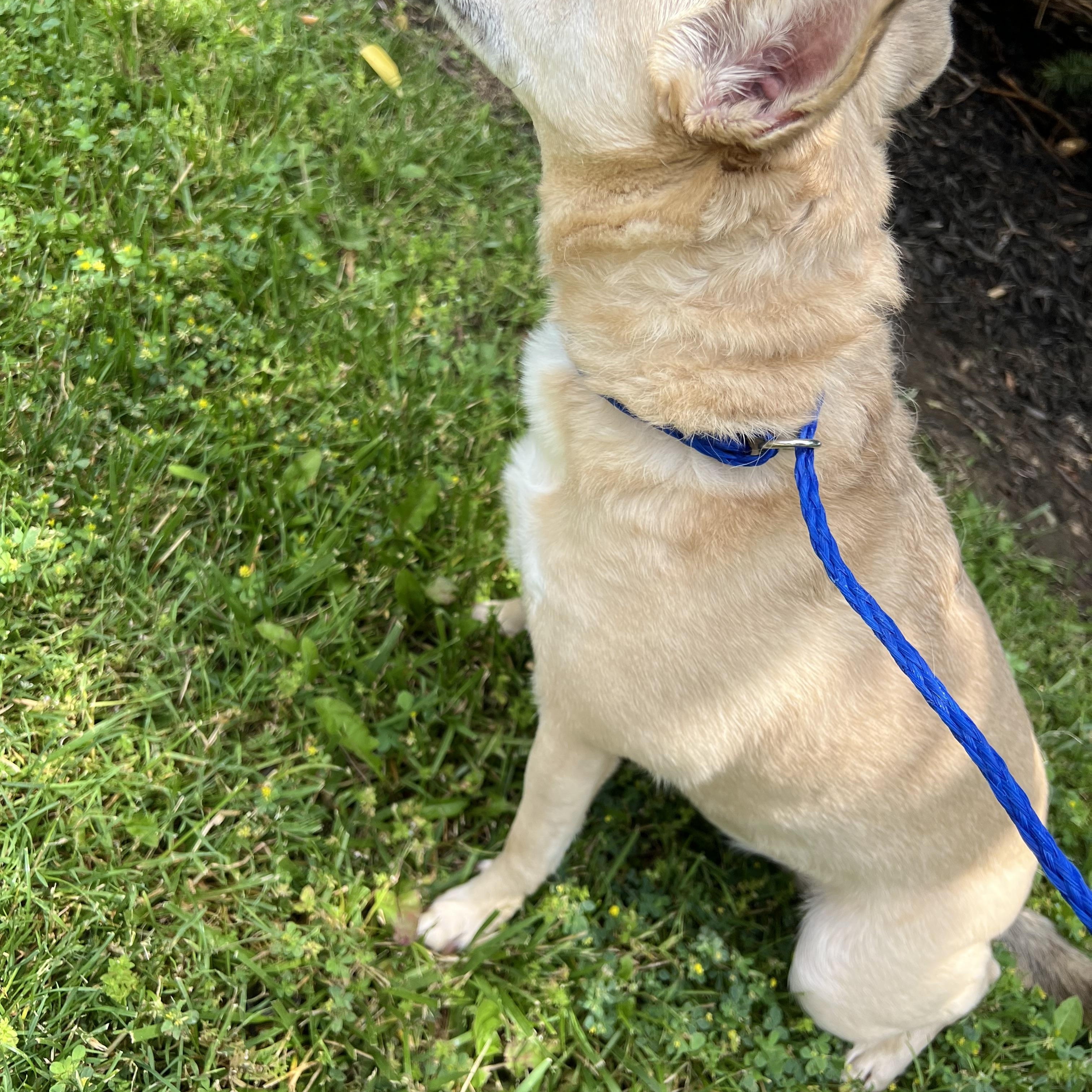 Lil, a Adoptable mixed breed in Lyndhurst, OH image 4/4