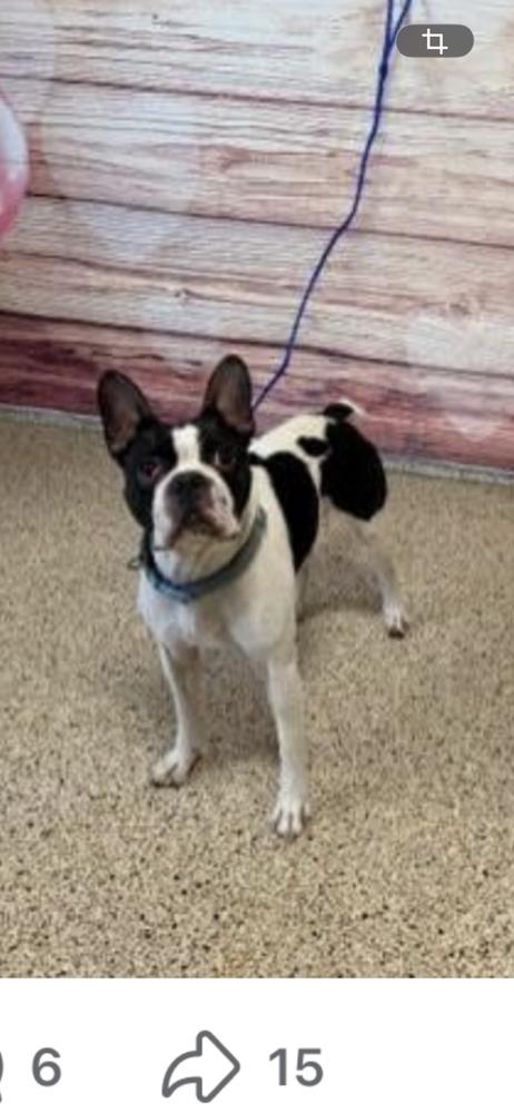 Nickle- FL, Adopted, Puppy Male Boston Terrier.