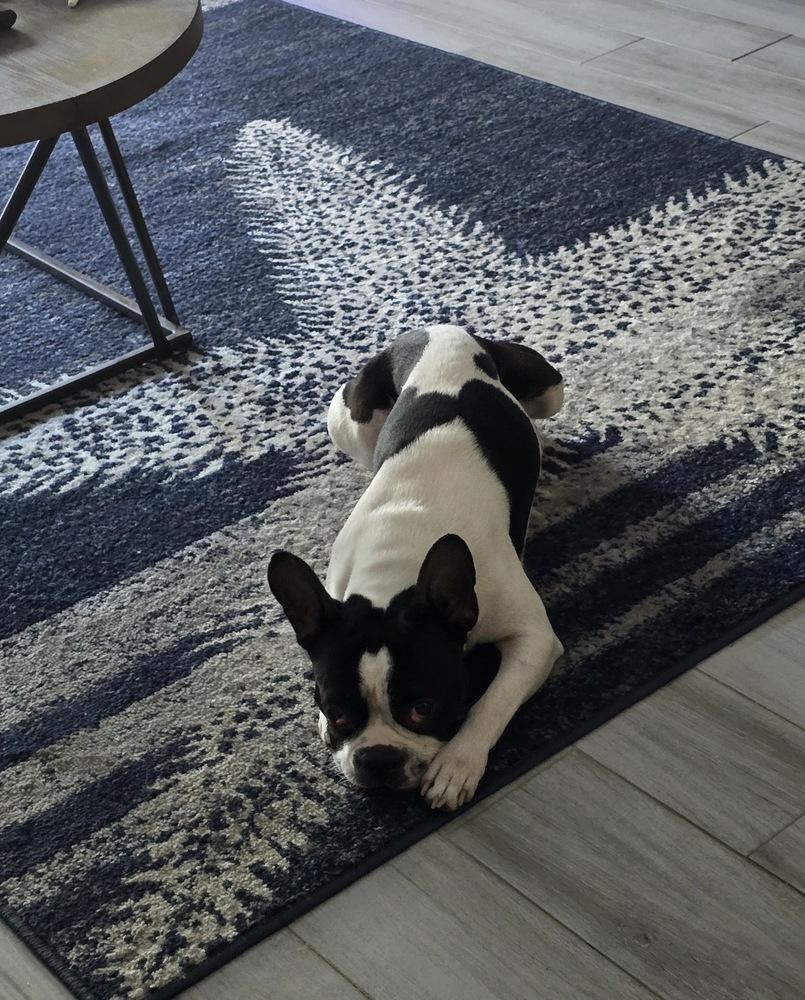 Enlarge Nickle Nickel- 4788 FL, a Adopted Boston Terrier in Maryville, TN image 2/3