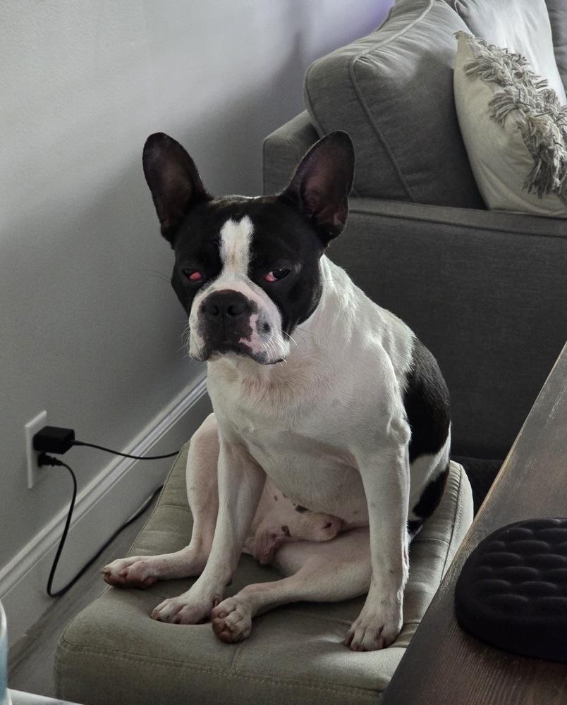 Enlarge Nickle Nickel- 4788 FL, a Adopted Boston Terrier in Maryville, TN image 3/3