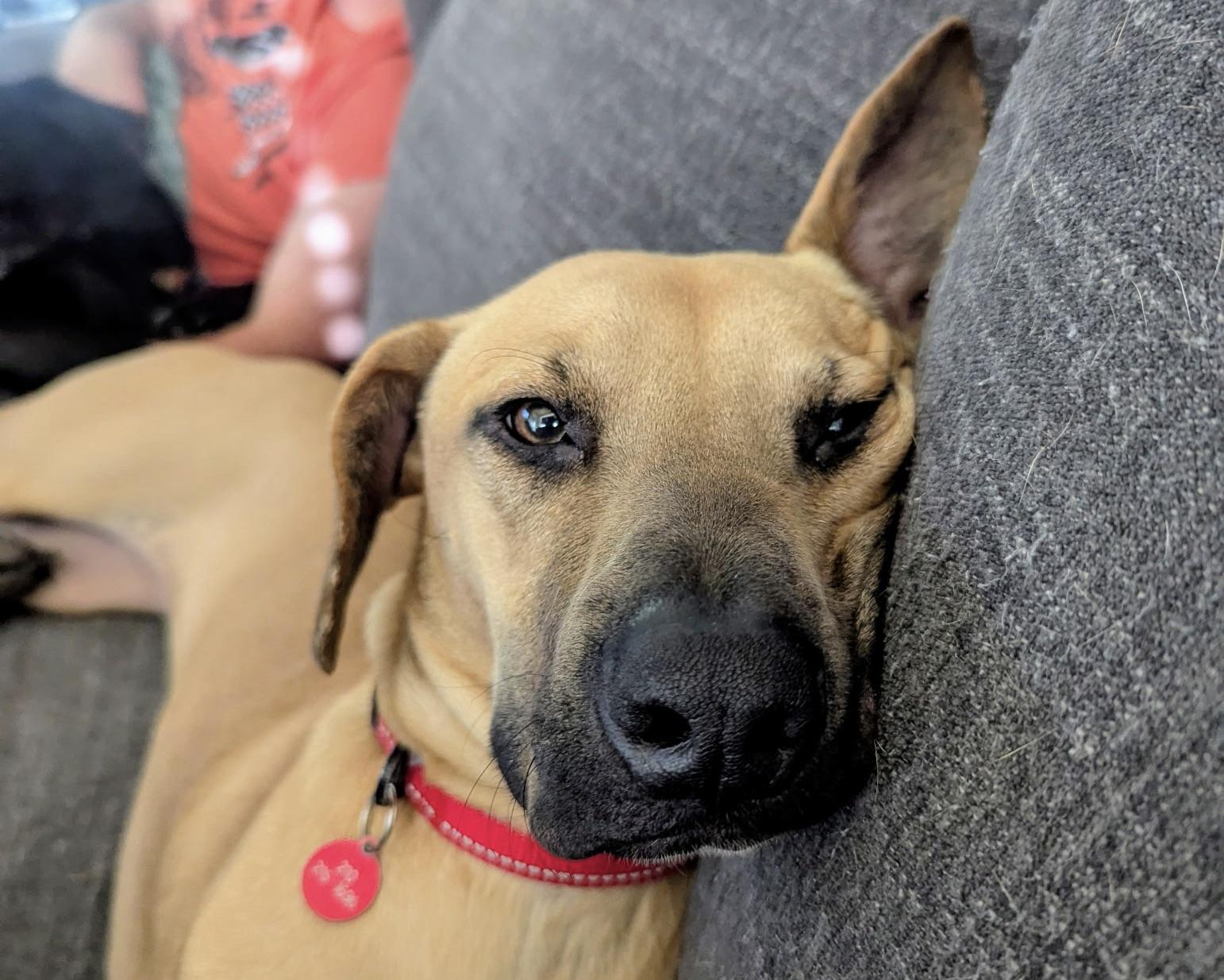 Major, a Adoptable mixed breed in San Antonio, TX image 5/6