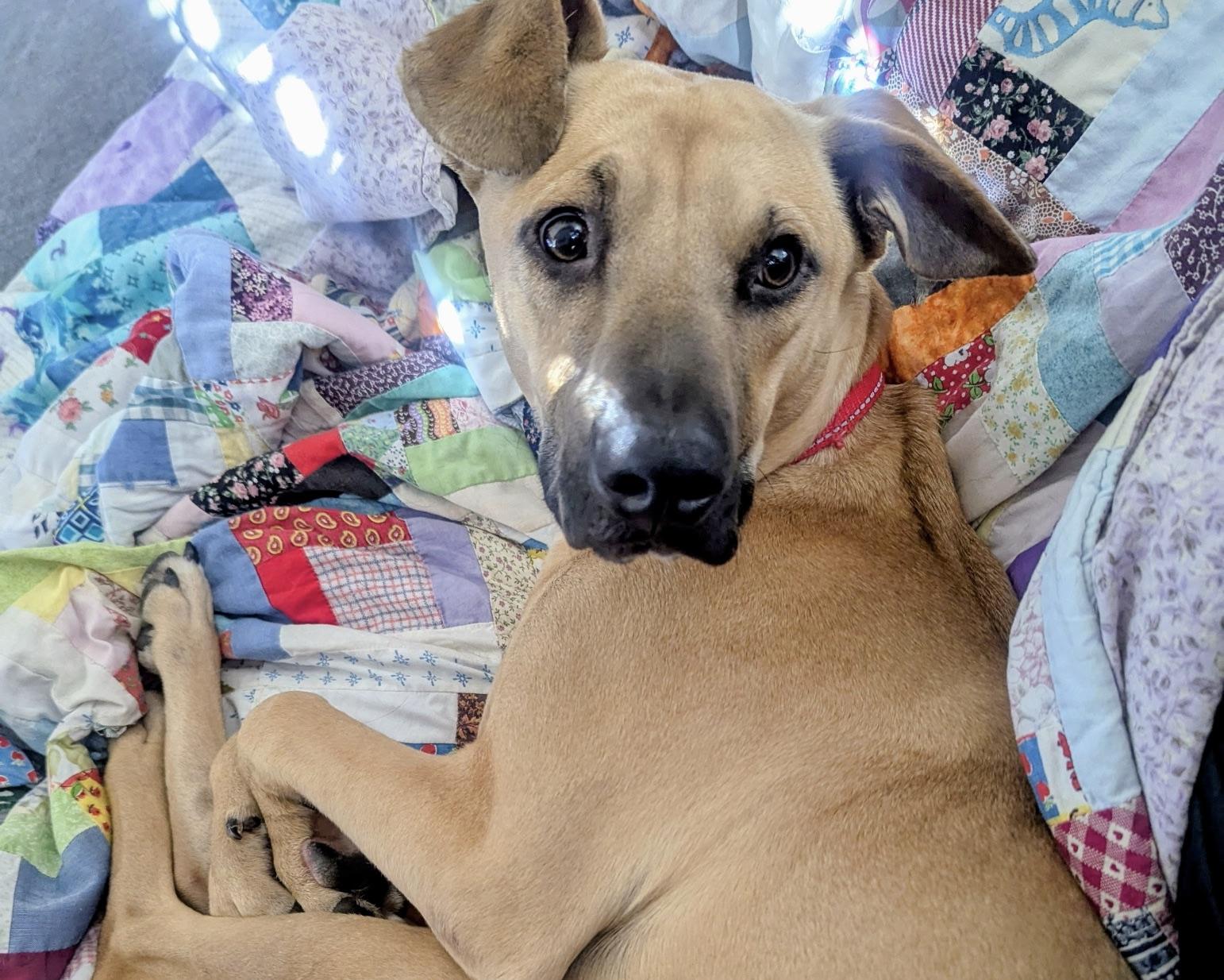 Major, adoptable, Puppy Male Boxer & Black Mouth Cur.