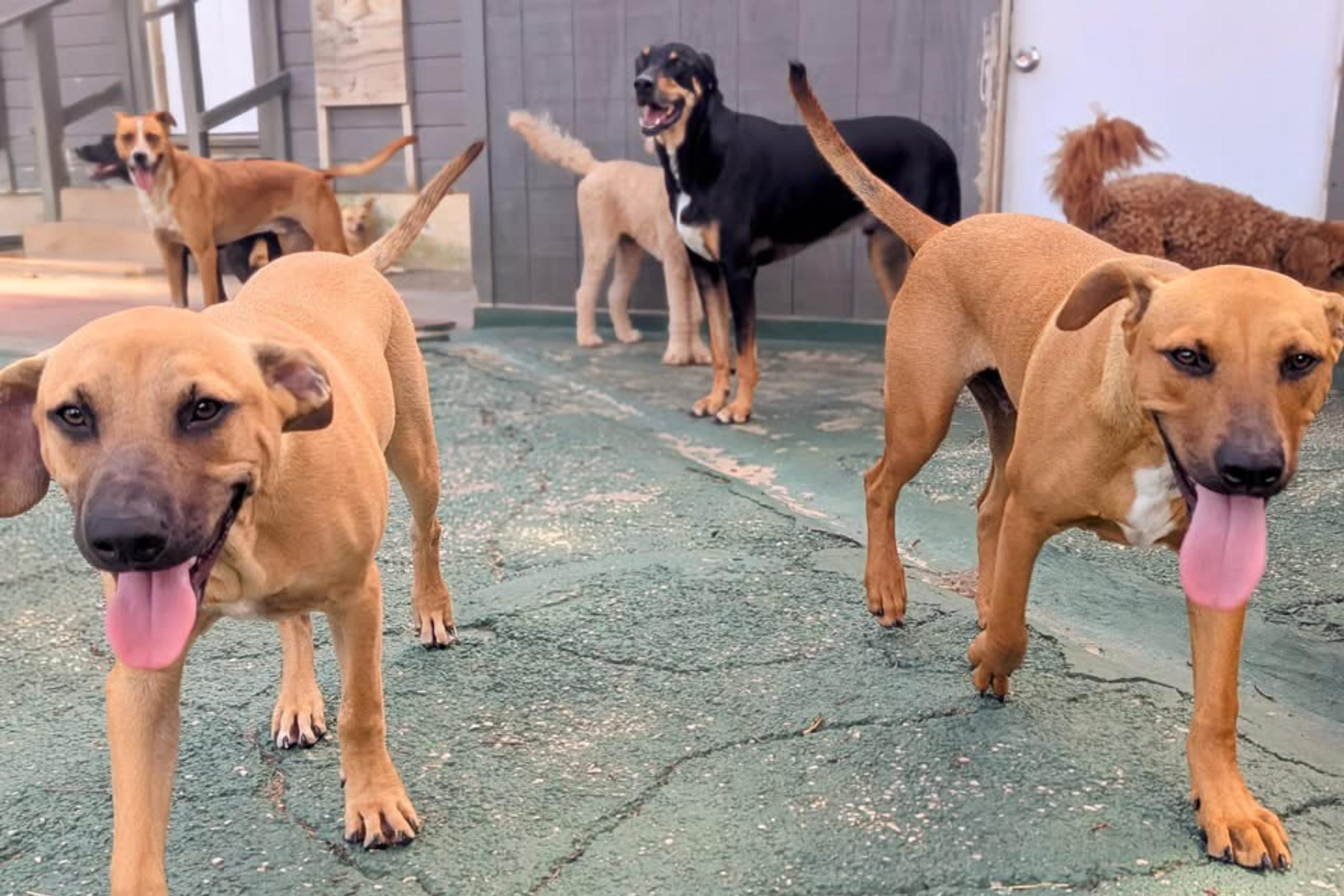 Major, a Adoptable mixed breed in San Antonio, TX image 3/6