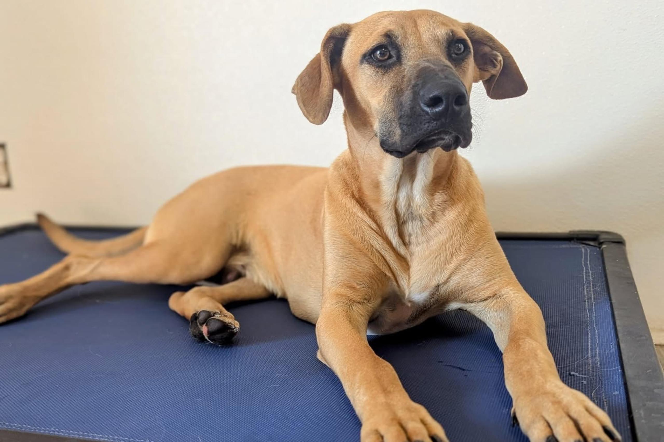 Major, a Adoptable mixed breed in San Antonio, TX image 6/6