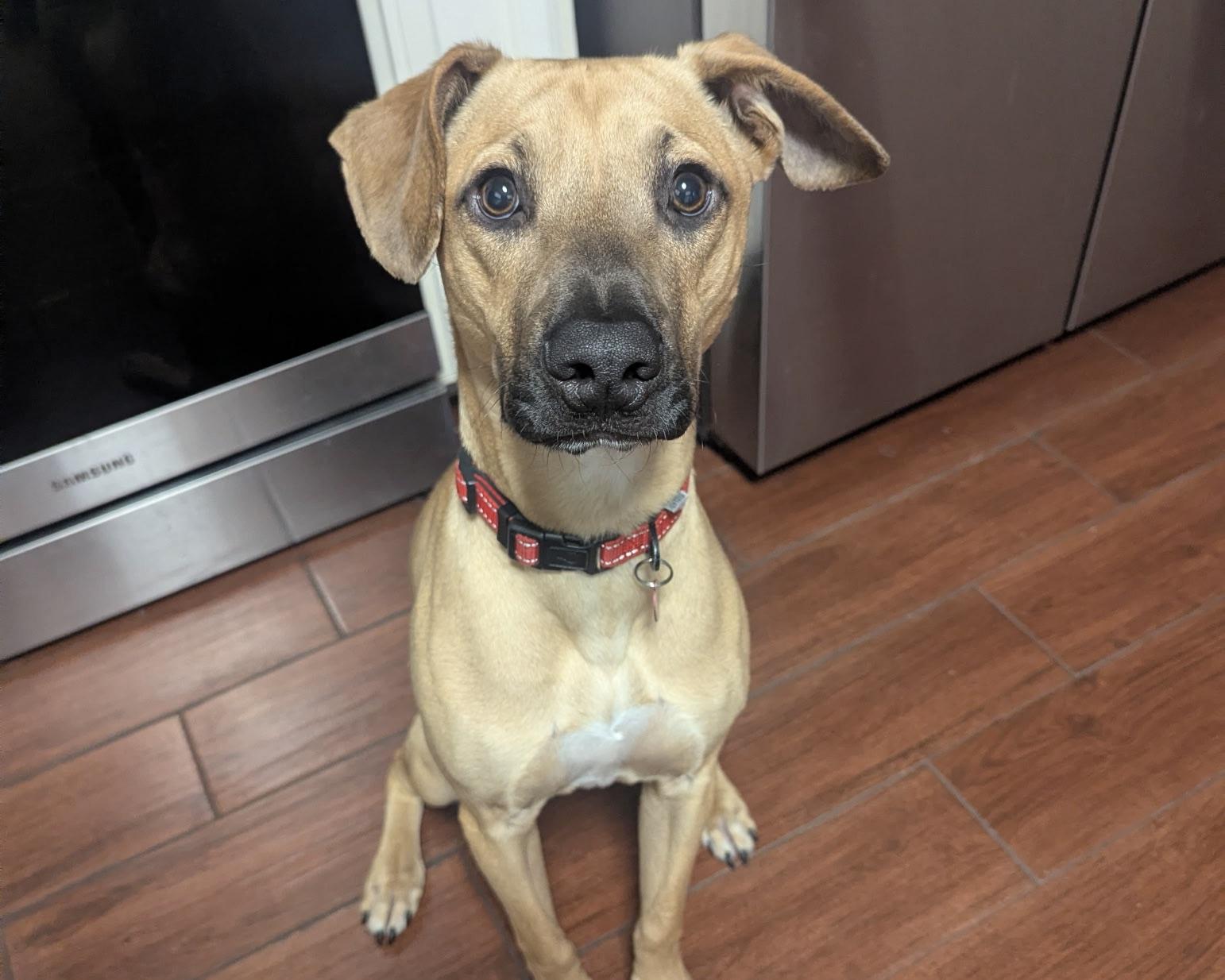 Major, Adoptable, Puppy Male Boxer & Black Mouth Cur.