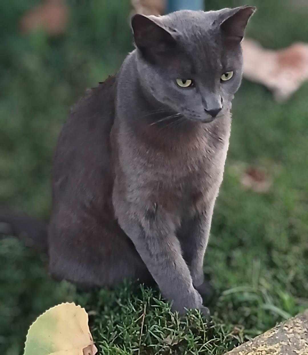 Enlarge Frankie, a Adoptable Russian Blue in Ypsilanti, MI image 1/1