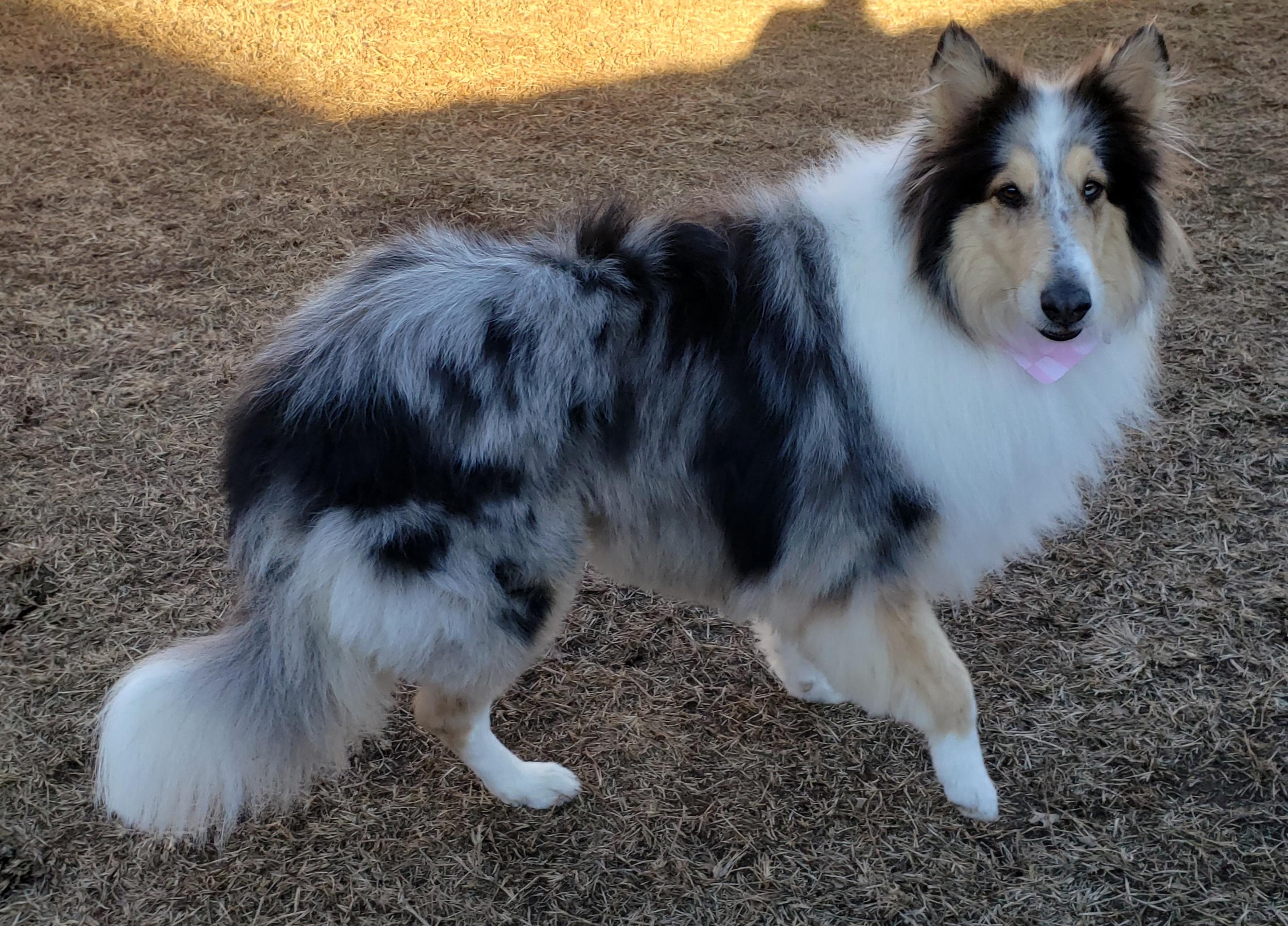 Violet ~ PENDING, an adoptable Collie in Chapel Hill, TN, 37034 | Photo Image 2