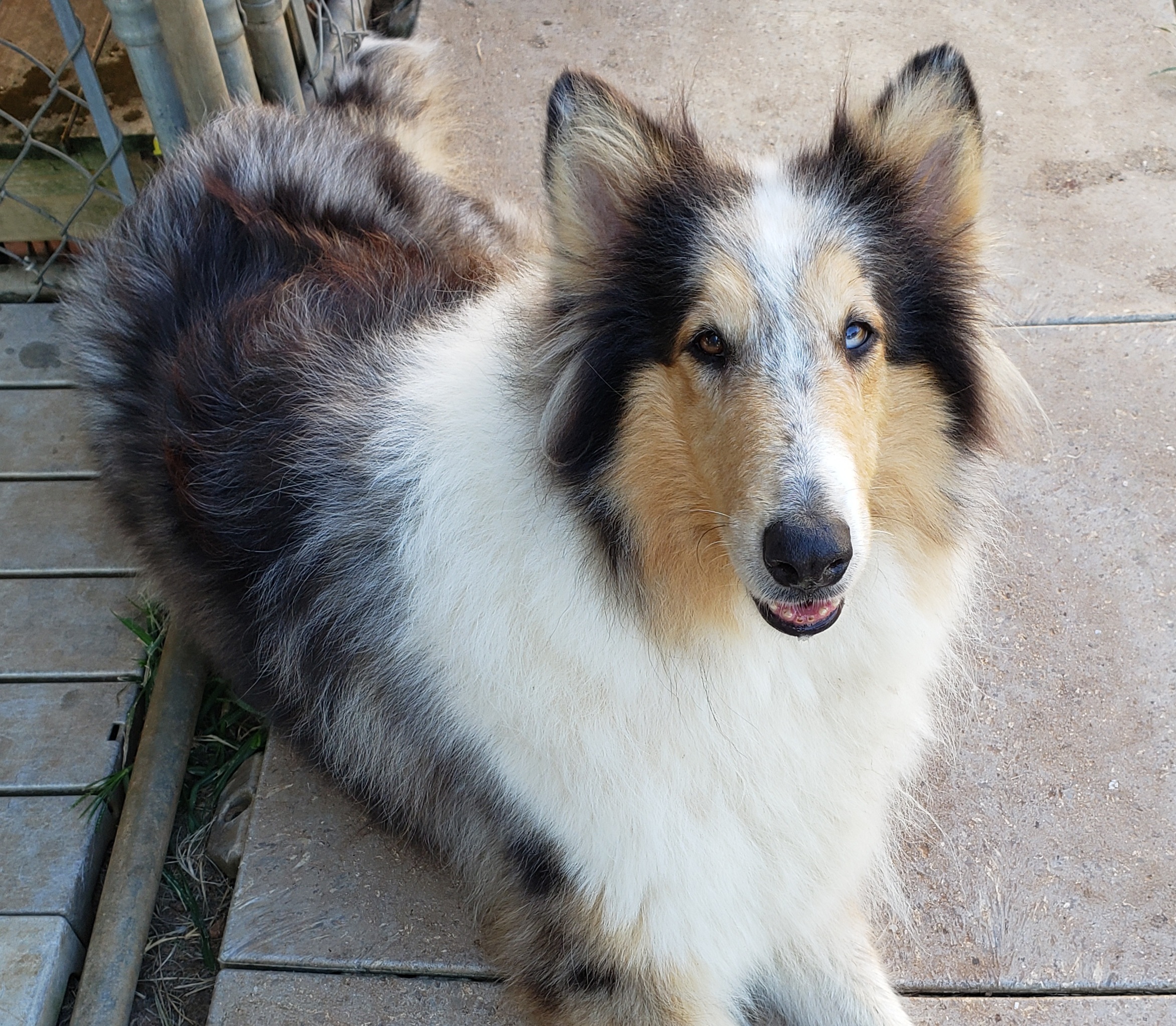 Violet ~ PENDING, an adoptable Collie in Chapel Hill, TN, 37034 | Photo Image 4