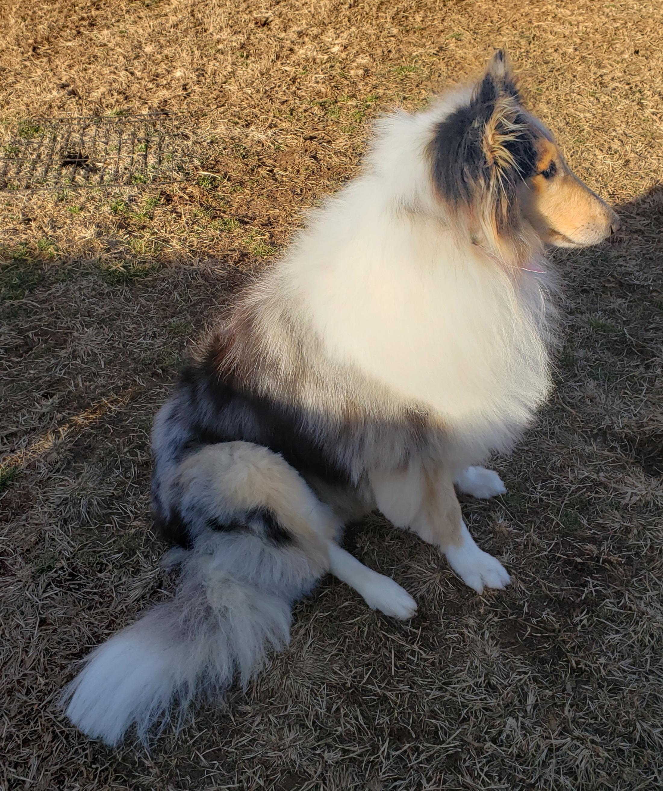 Violet ~ PENDING, an adoptable Collie in Chapel Hill, TN, 37034 | Photo Image 3
