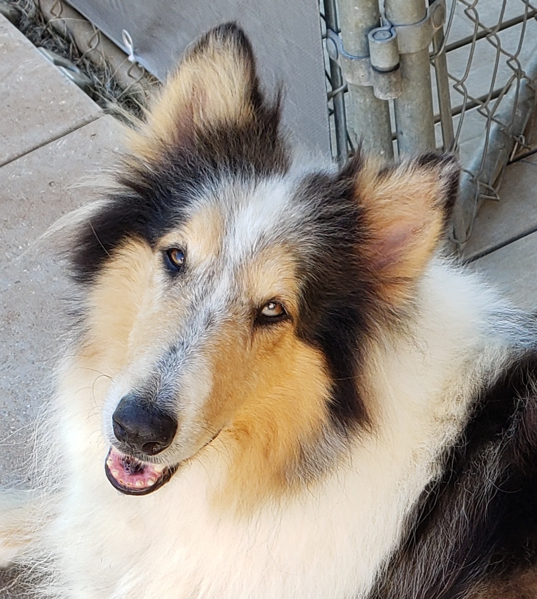 Violet ~ PENDING, an adoptable Collie in Chapel Hill, TN, 37034 | Photo Image 1